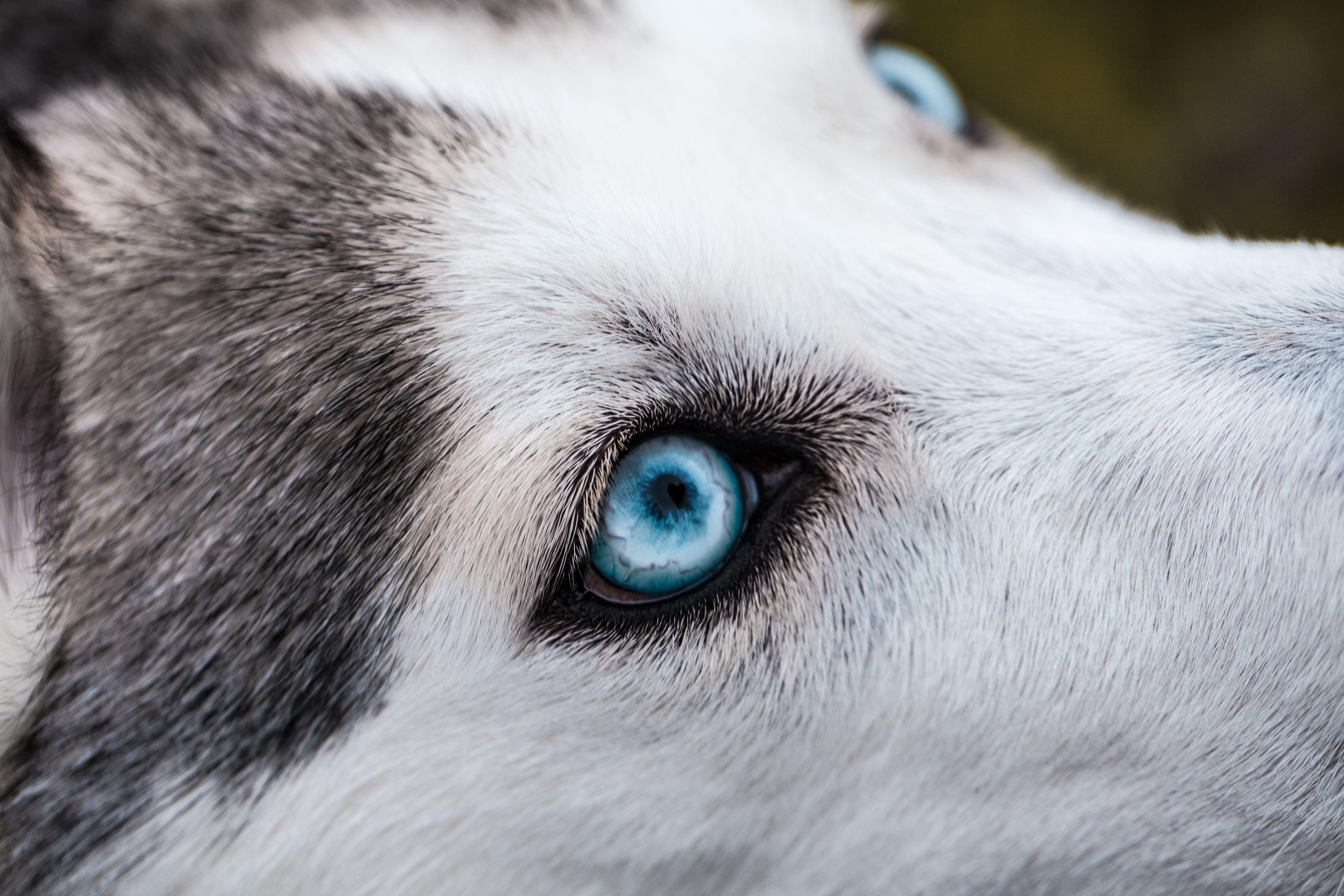 5616x3744 5616x3744 #fur, #pet, #wolf, #black, #nature, #sharp