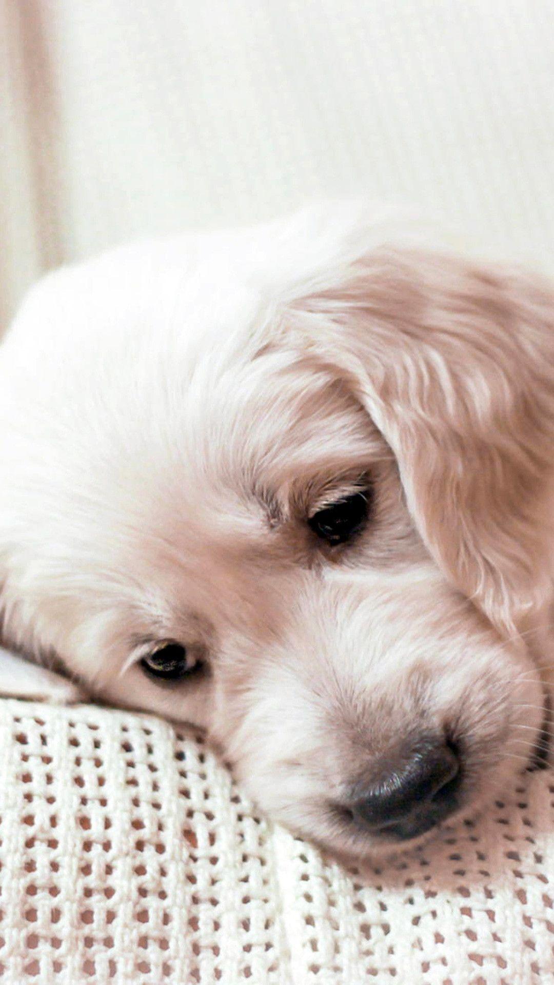 1080x1920 Cute Golden Retriever Puppies Wallpaper