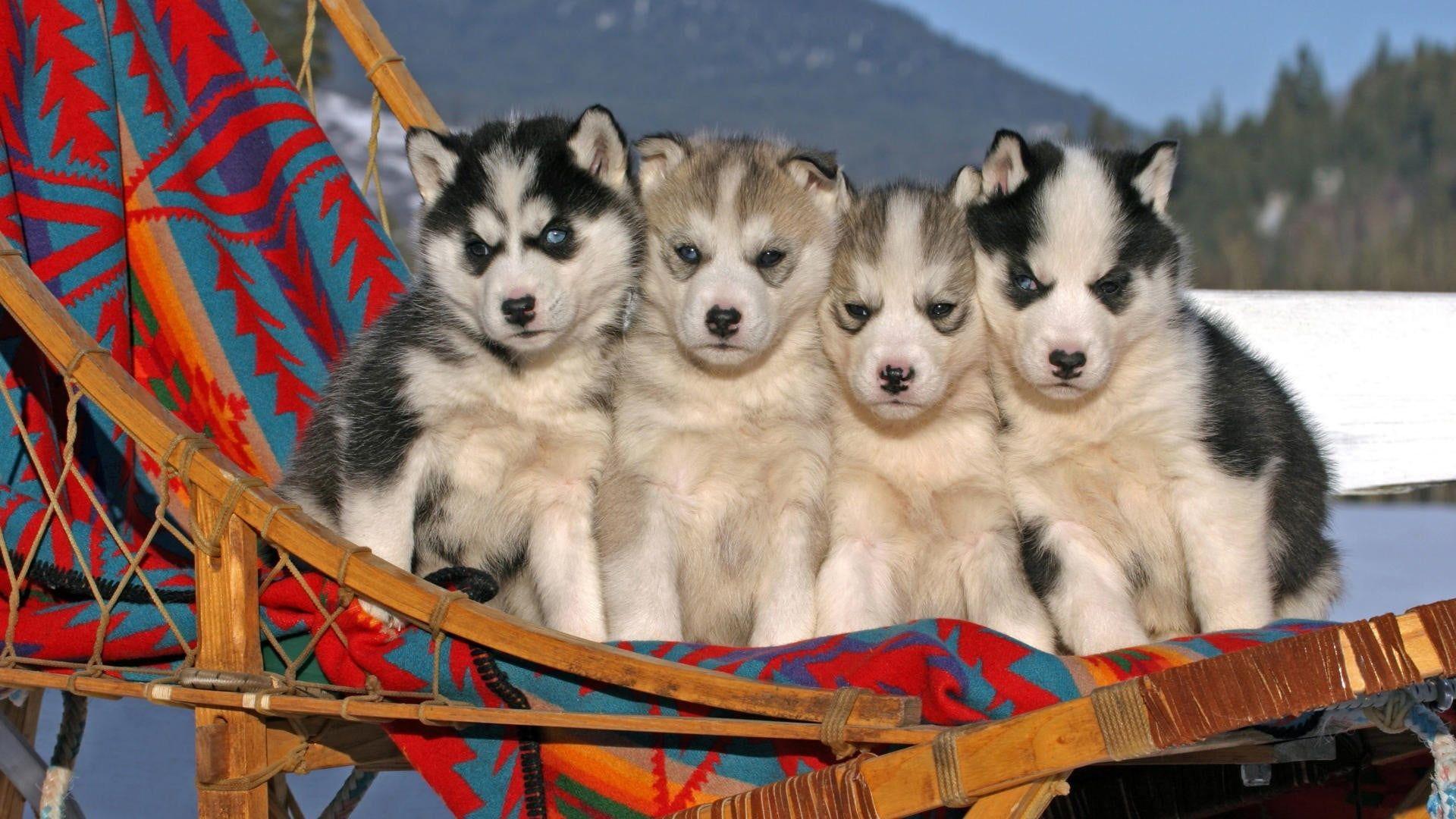 1920x1080 Four Siberian husky puppy litter, Siberian Husky, blue eyes