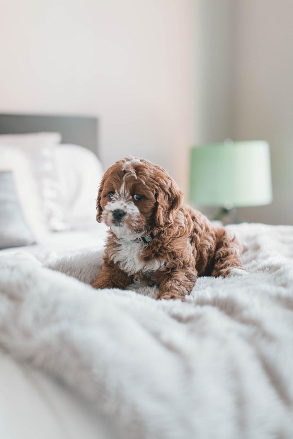 1000x1500 Puppy Eyes Picture. Download Free Image