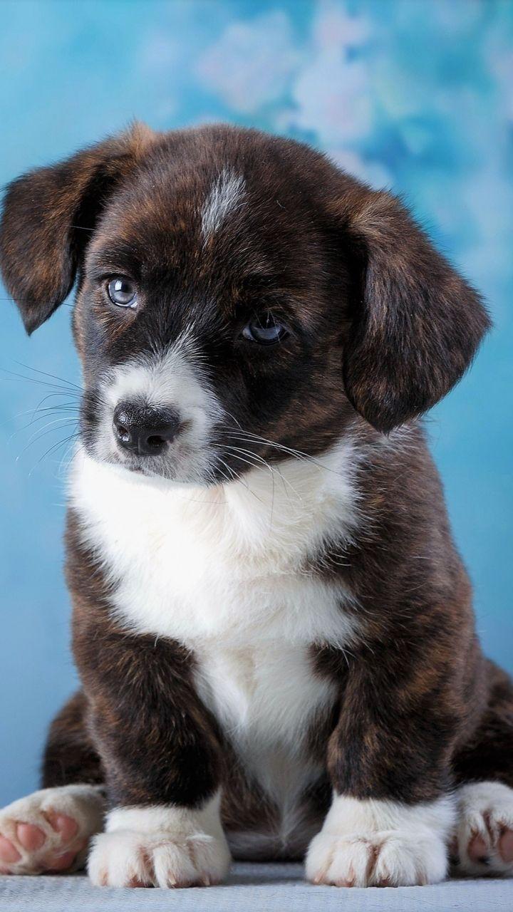 720x1280 Animal Puppy (720x1280) Wallpaper