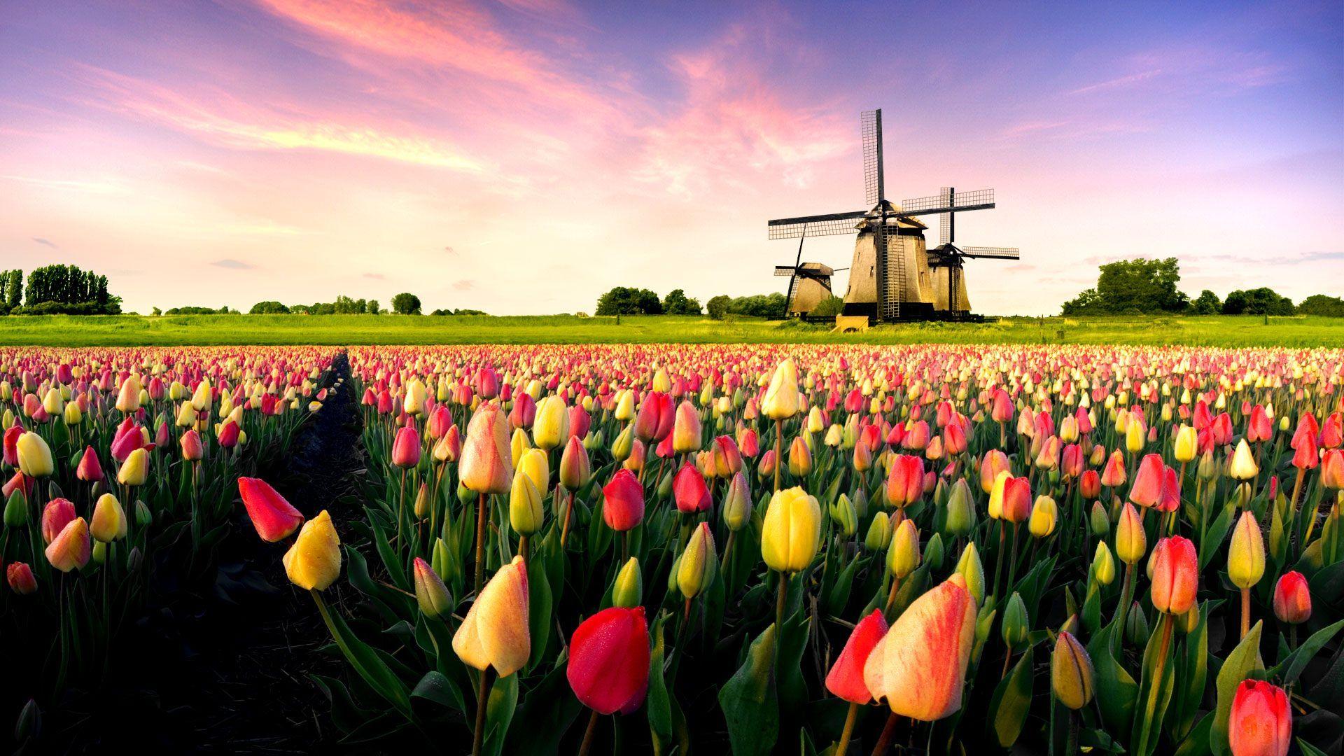 200+] Netherlands Wallpapers | Wallpapers.com