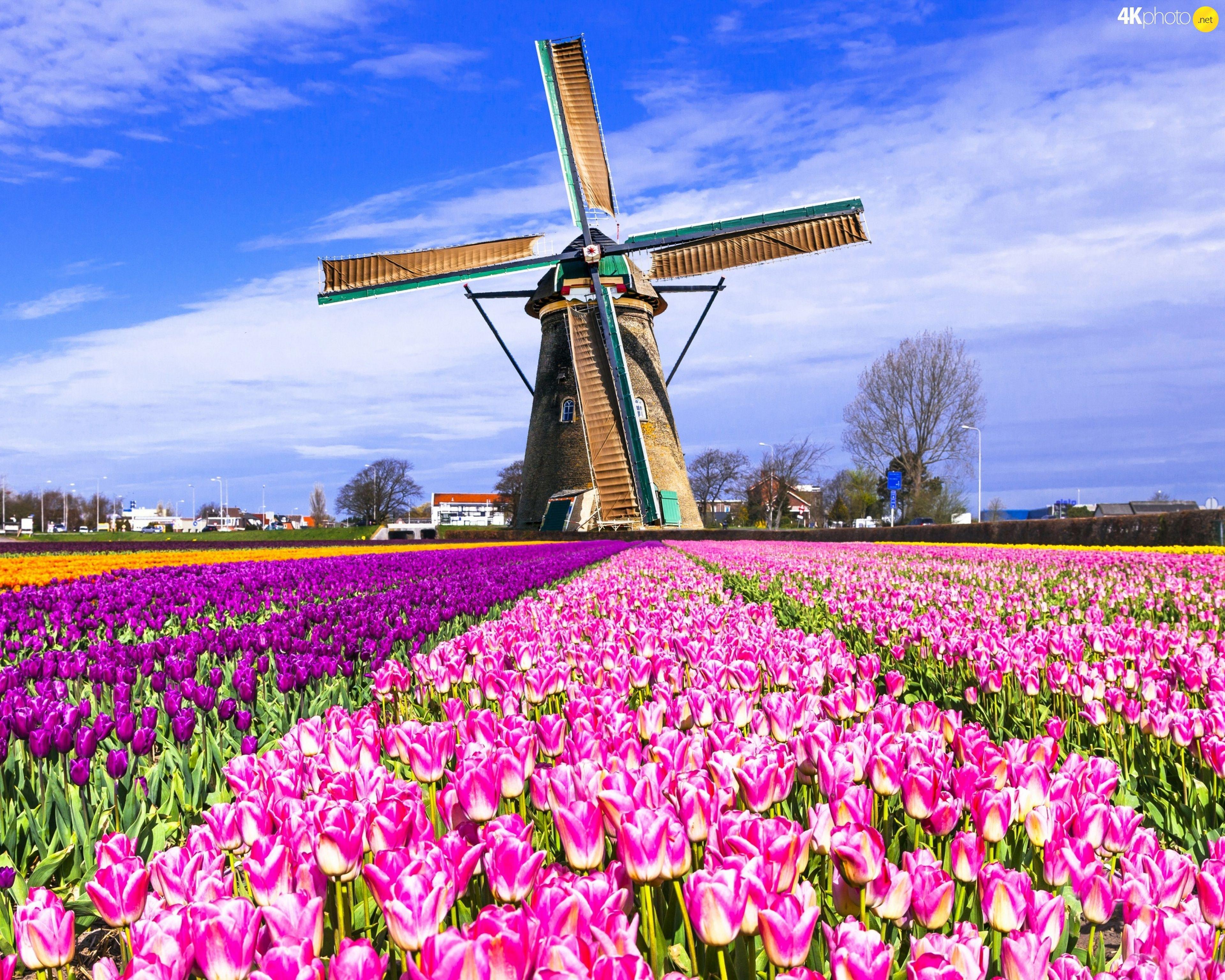 Netherlands Windmill Holland HD Travel Wallpapers | HD Wallpapers | ID  #104880