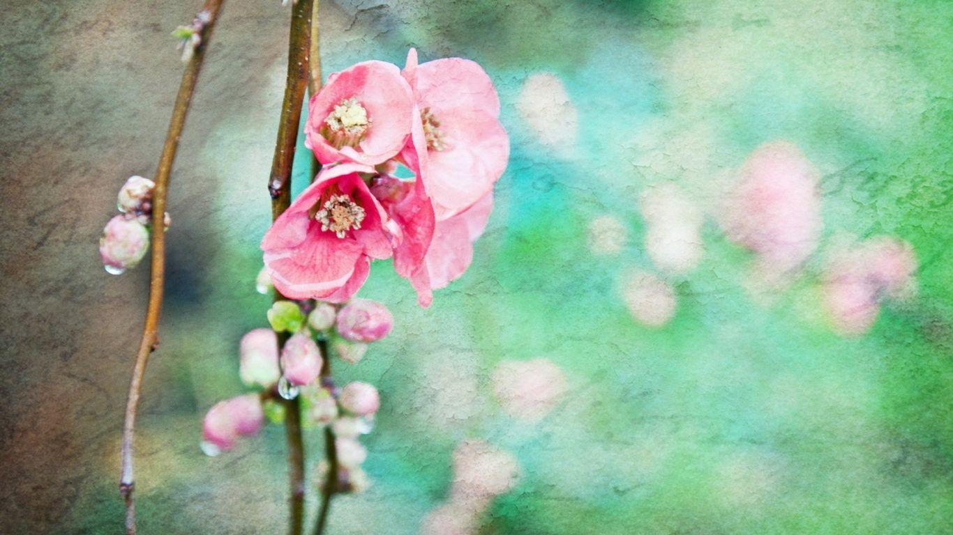 1366x768 Artistic Spring Flowers desktop PC and Mac wallpaper