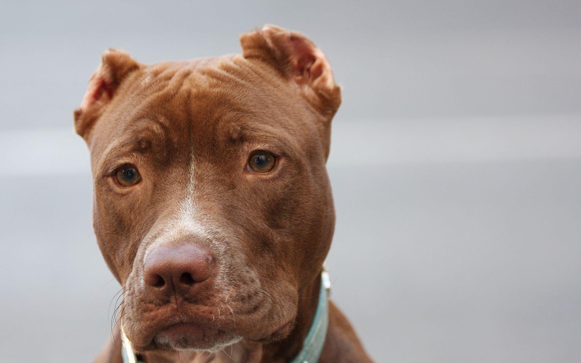 1920x1200 Wallpaper American pitbull, Face, Eyes, Purebred dog HD, Picture, Image
