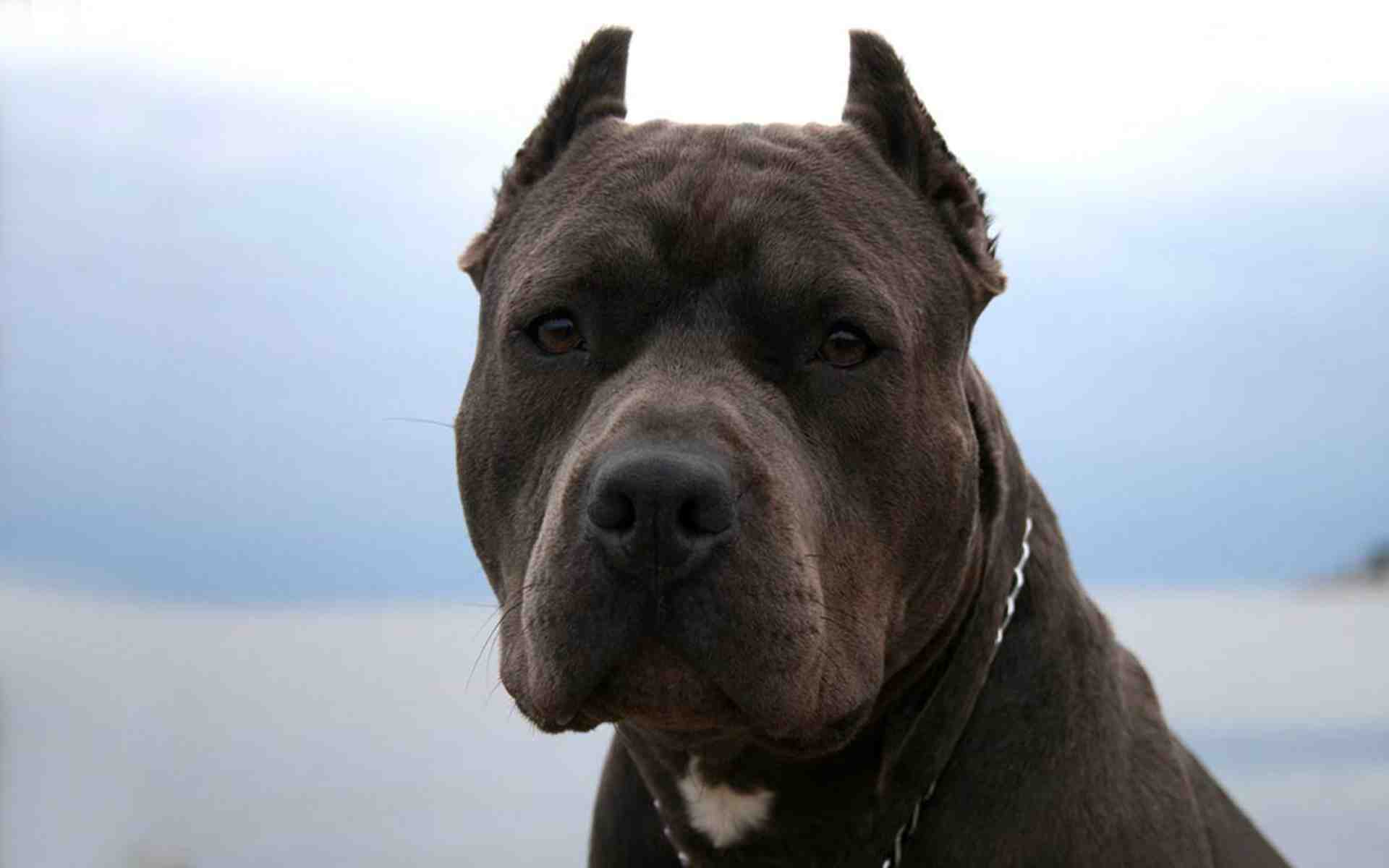 1920x1200 Pitbull Wallpaper for Laptops
