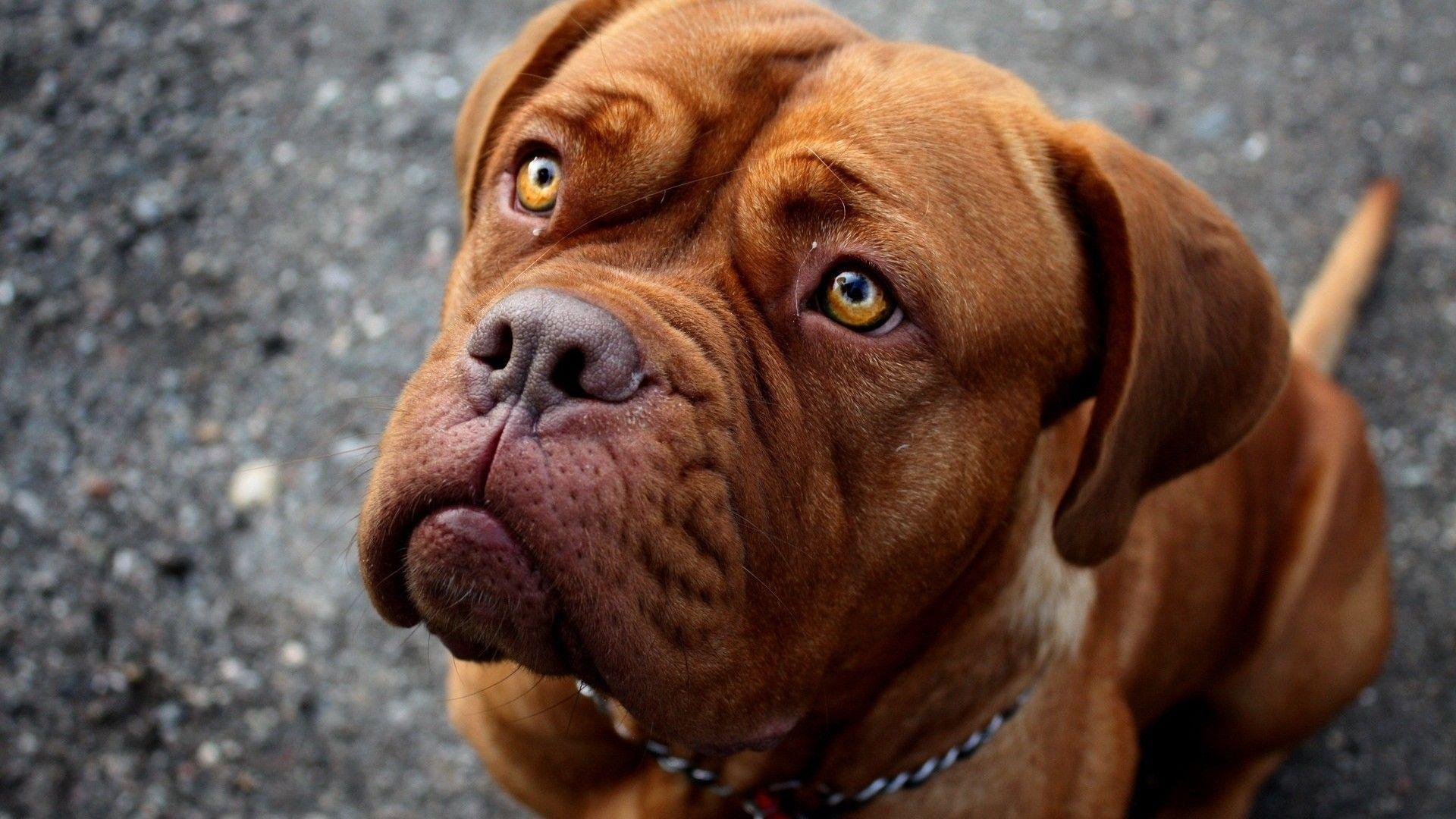 1920x1080 Download Free Pitbull Wallpaper HD