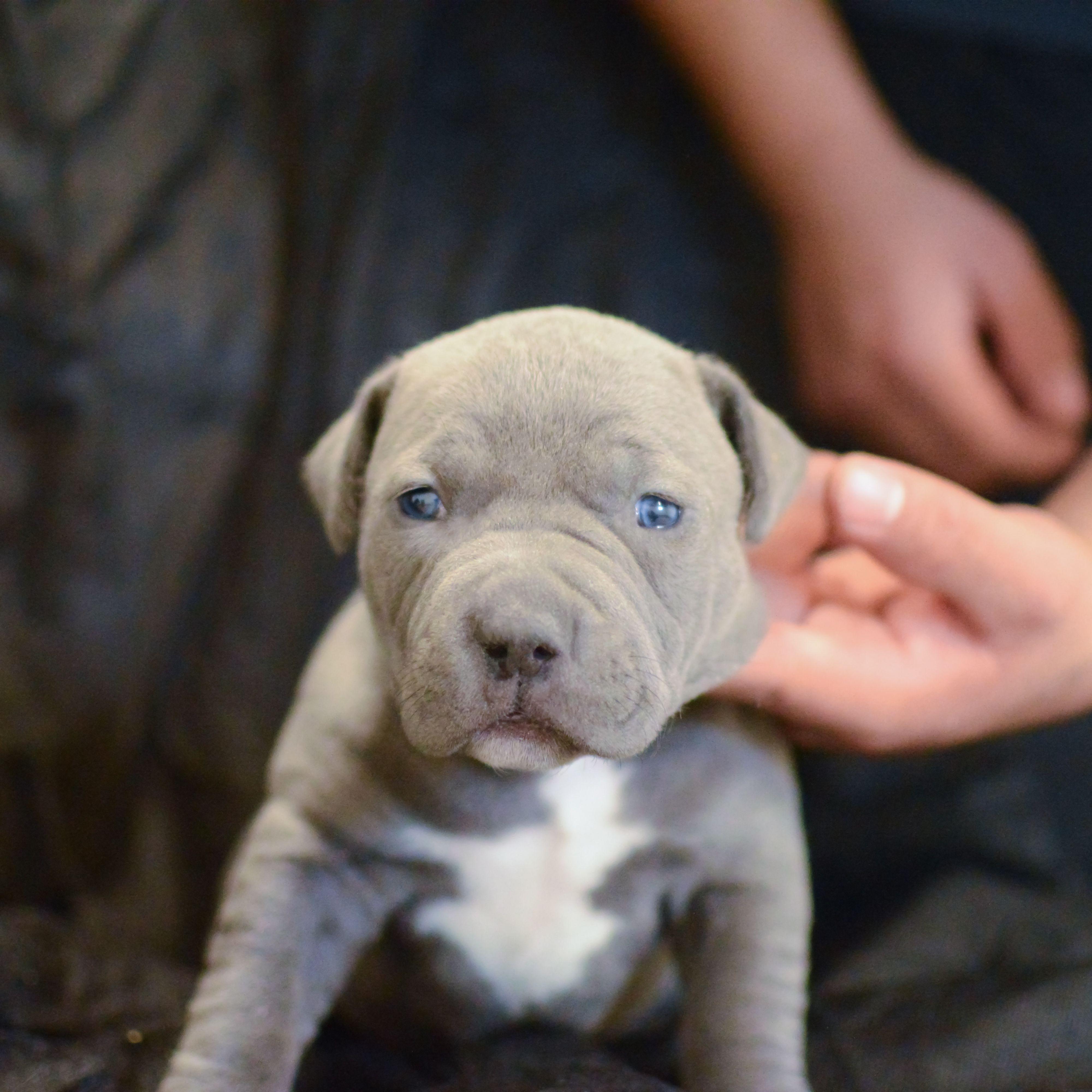 Щенки питбуля фото. Питбуль щенок. Blue nose Pitbull. Питбуль серый щенок. Питбуль вислоухий.