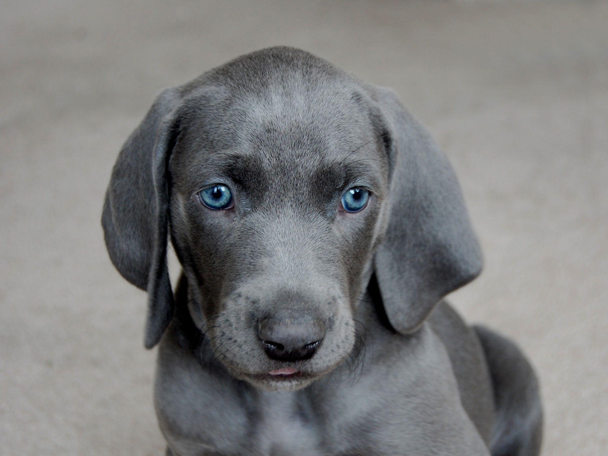 2048x1536 Blue Pitbull Wallpaper