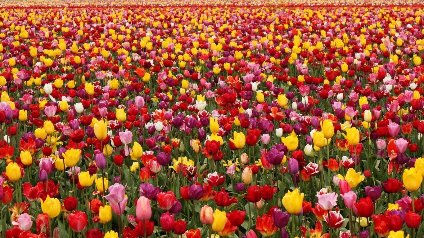 Tulips Laptop Wallpapers - Top Free Tulips Laptop Backgrounds ...