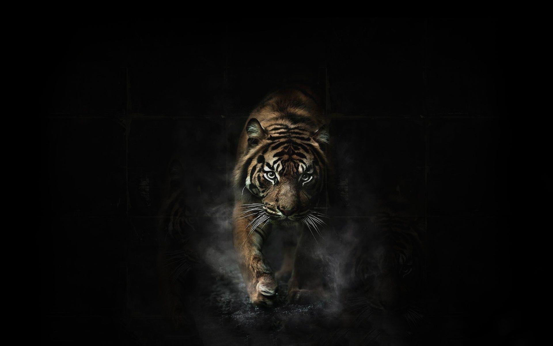 Red Tiger Wallpapers Top Free Red Tiger Backgrounds WallpaperAccess