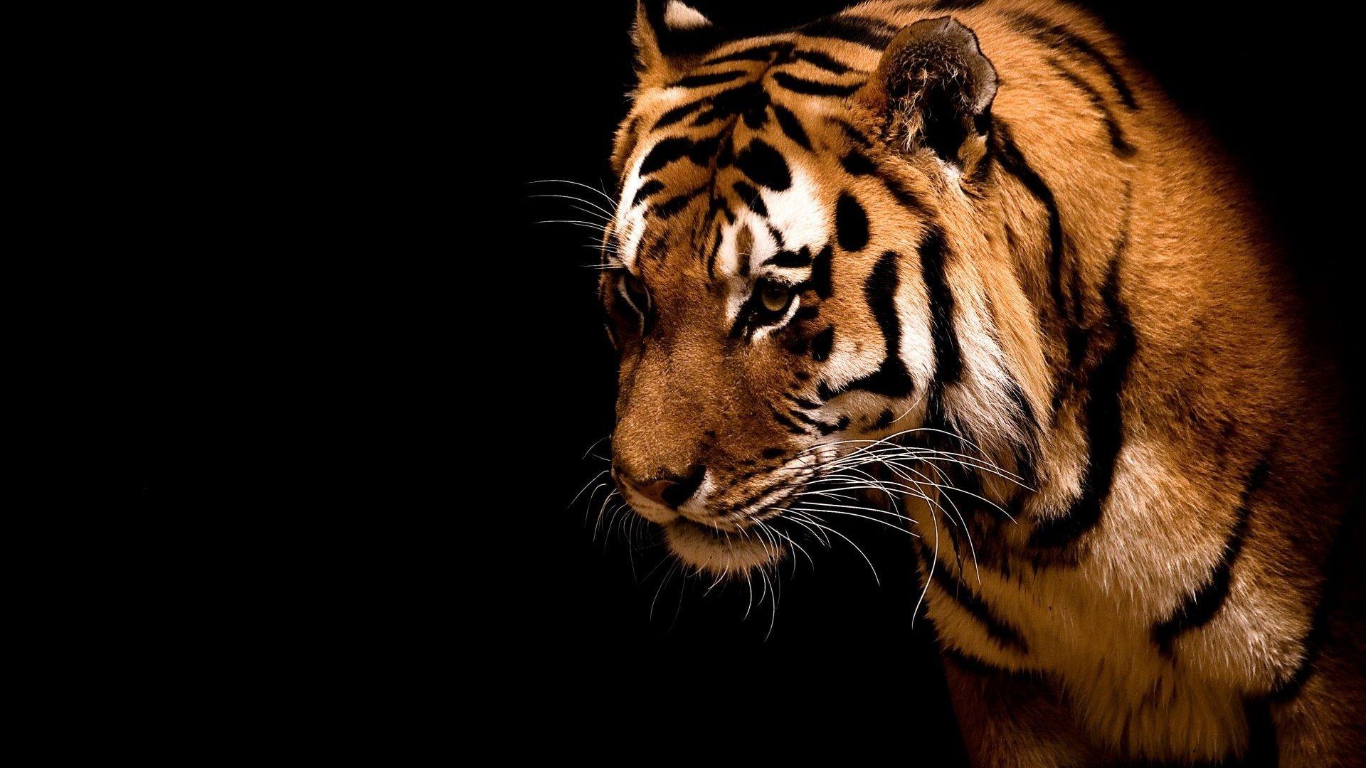 Japanese Tiger Wallpapers - Top Free Japanese Tiger Backgrounds