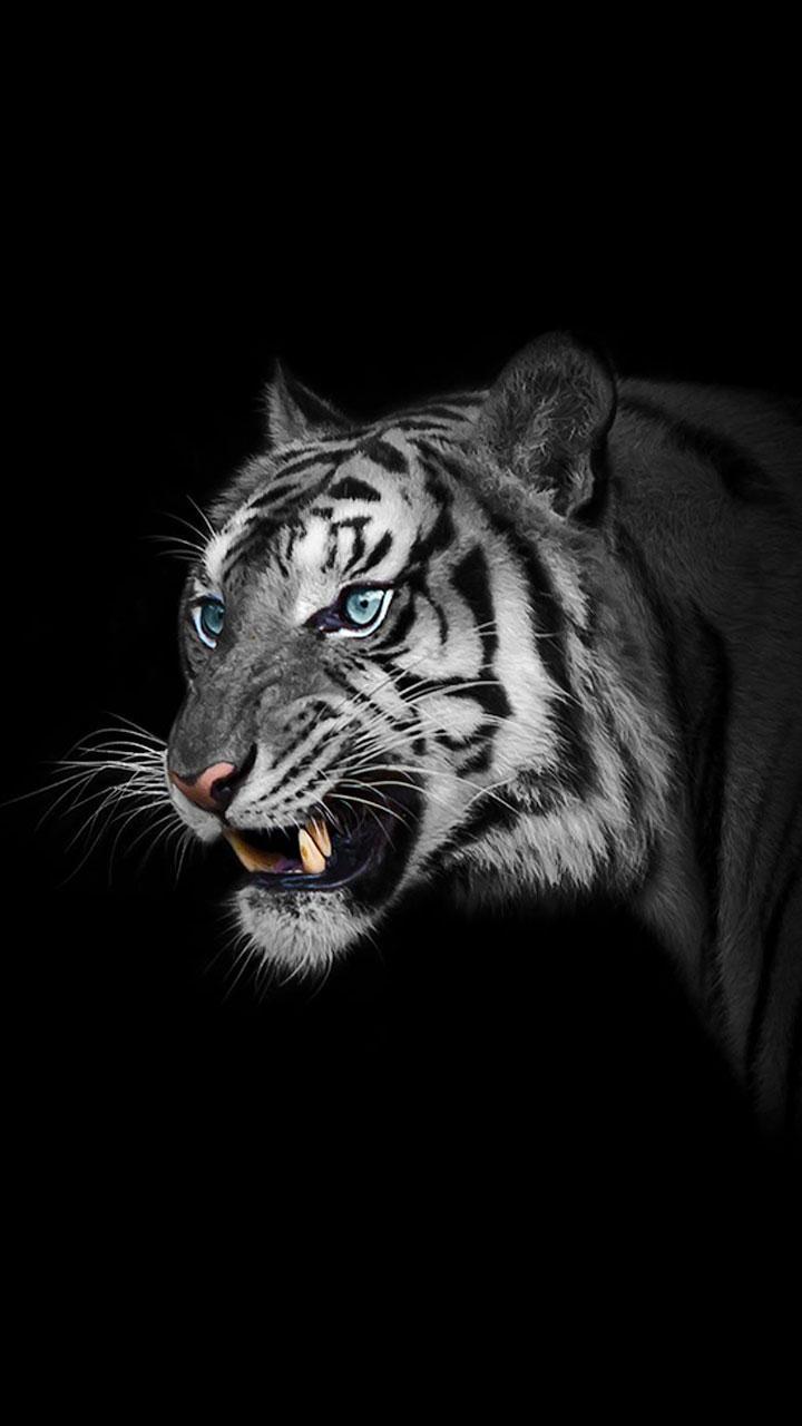 720x1280 White Tiger Wallpaper for Android