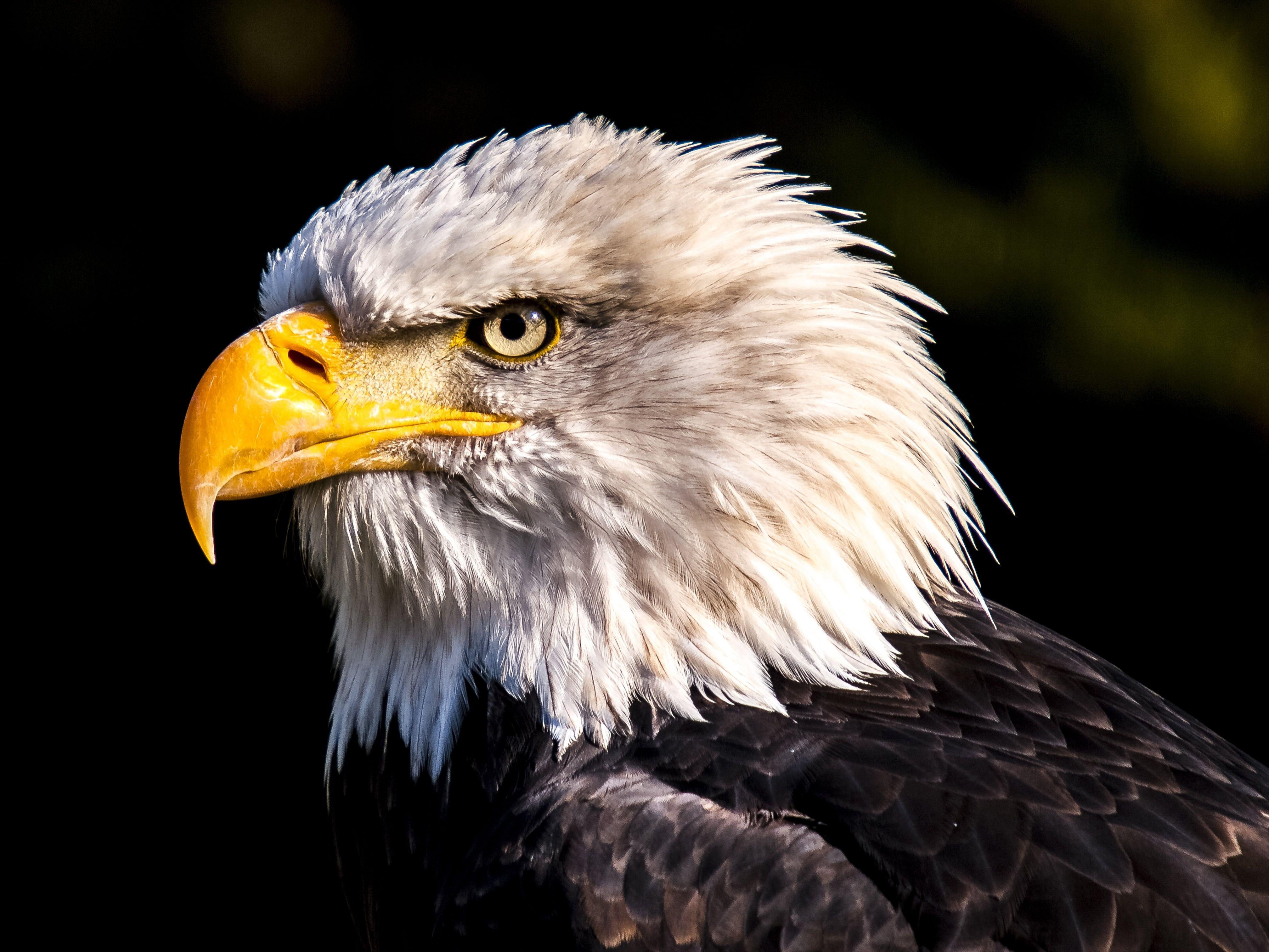 Black Eagle HD Wallpapers Top Free Black Eagle HD Backgrounds