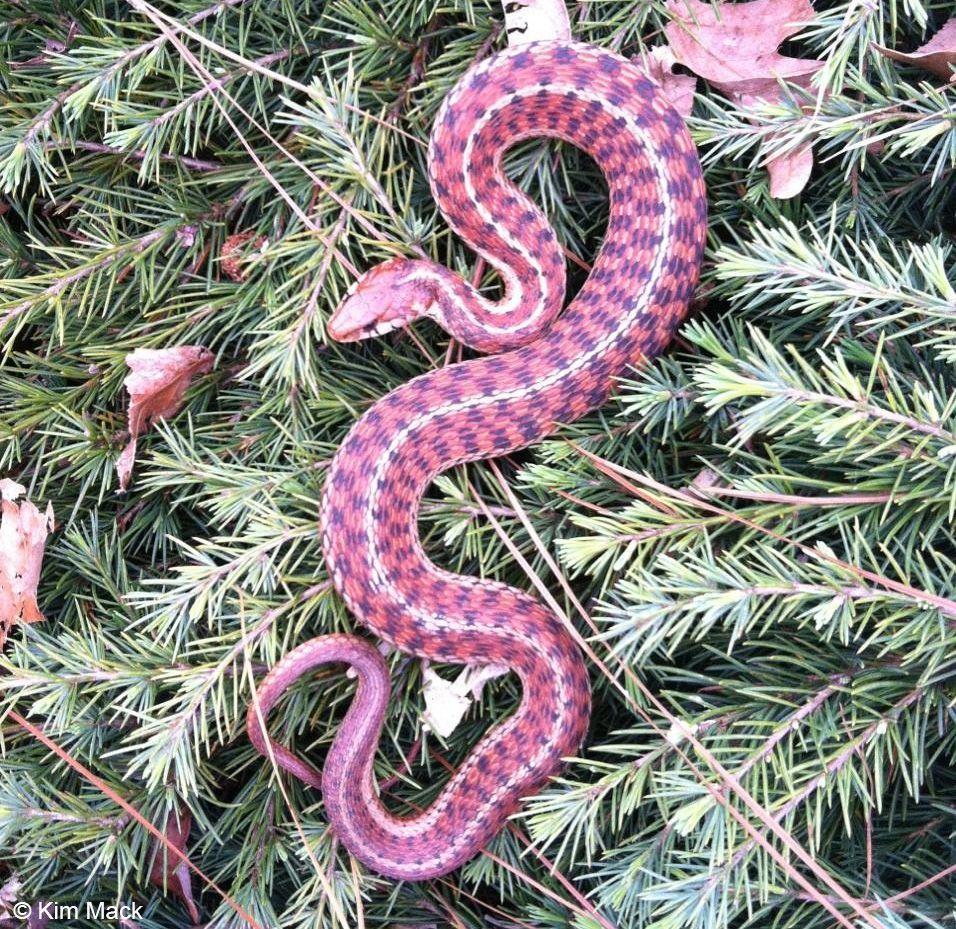 Pink Snake HD Wallpapers - Top Free Pink Snake HD Backgrounds ...