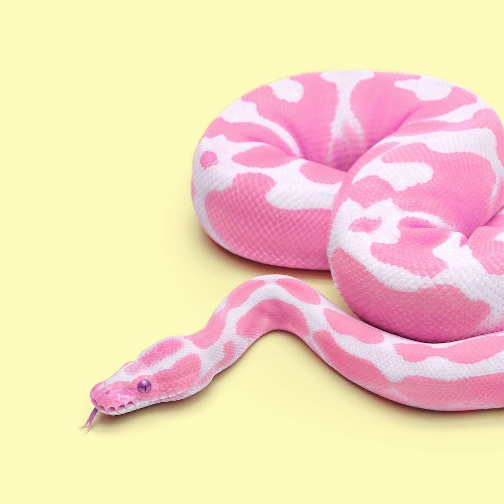 Pink Snake HD Wallpapers - Top Free Pink Snake HD Backgrounds