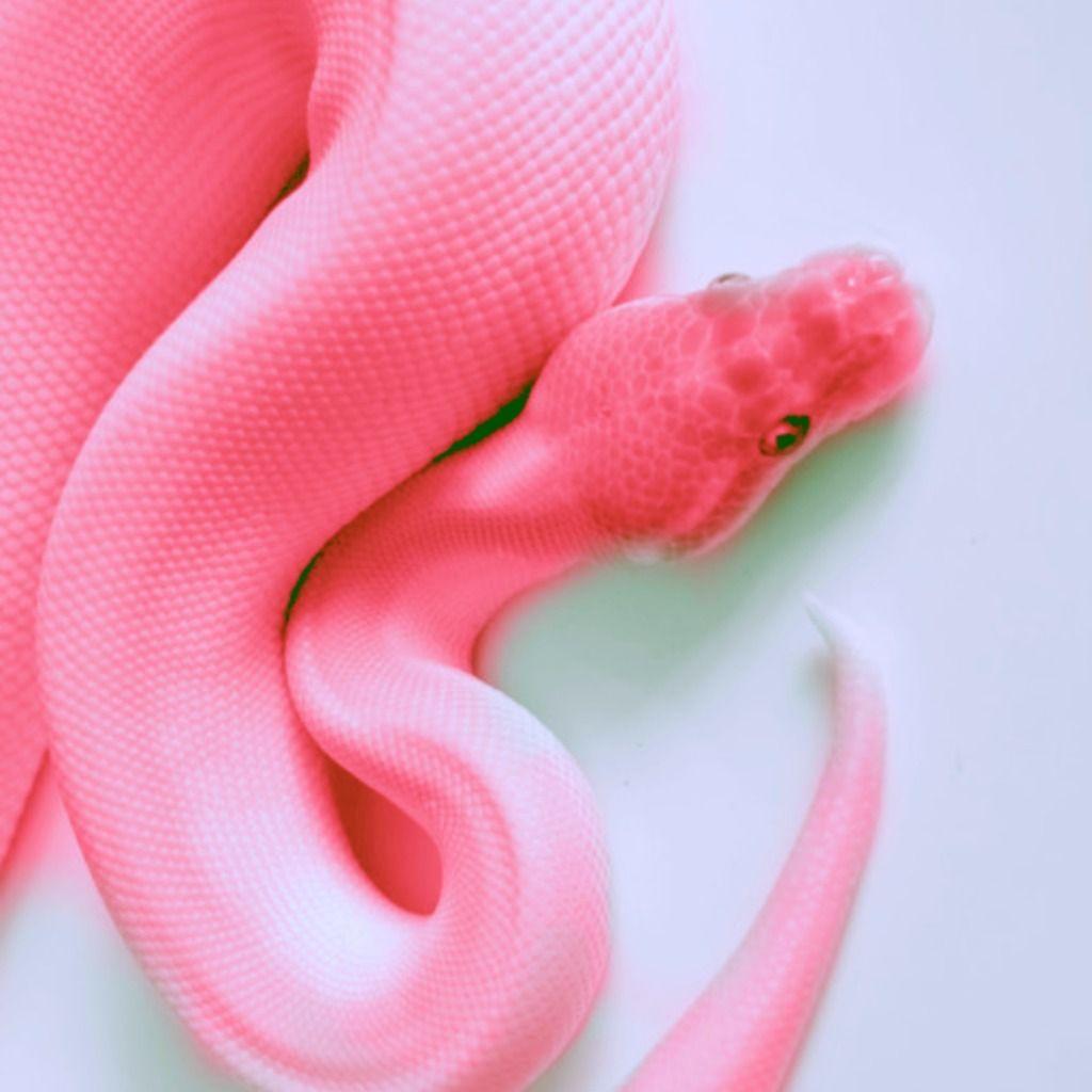 Pink Snake HD Wallpapers - Top Free Pink Snake HD Backgrounds