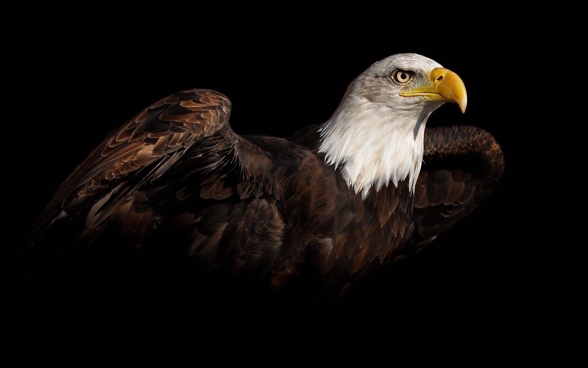 Black Eagle HD Wallpapers Top Free Black Eagle HD Backgrounds