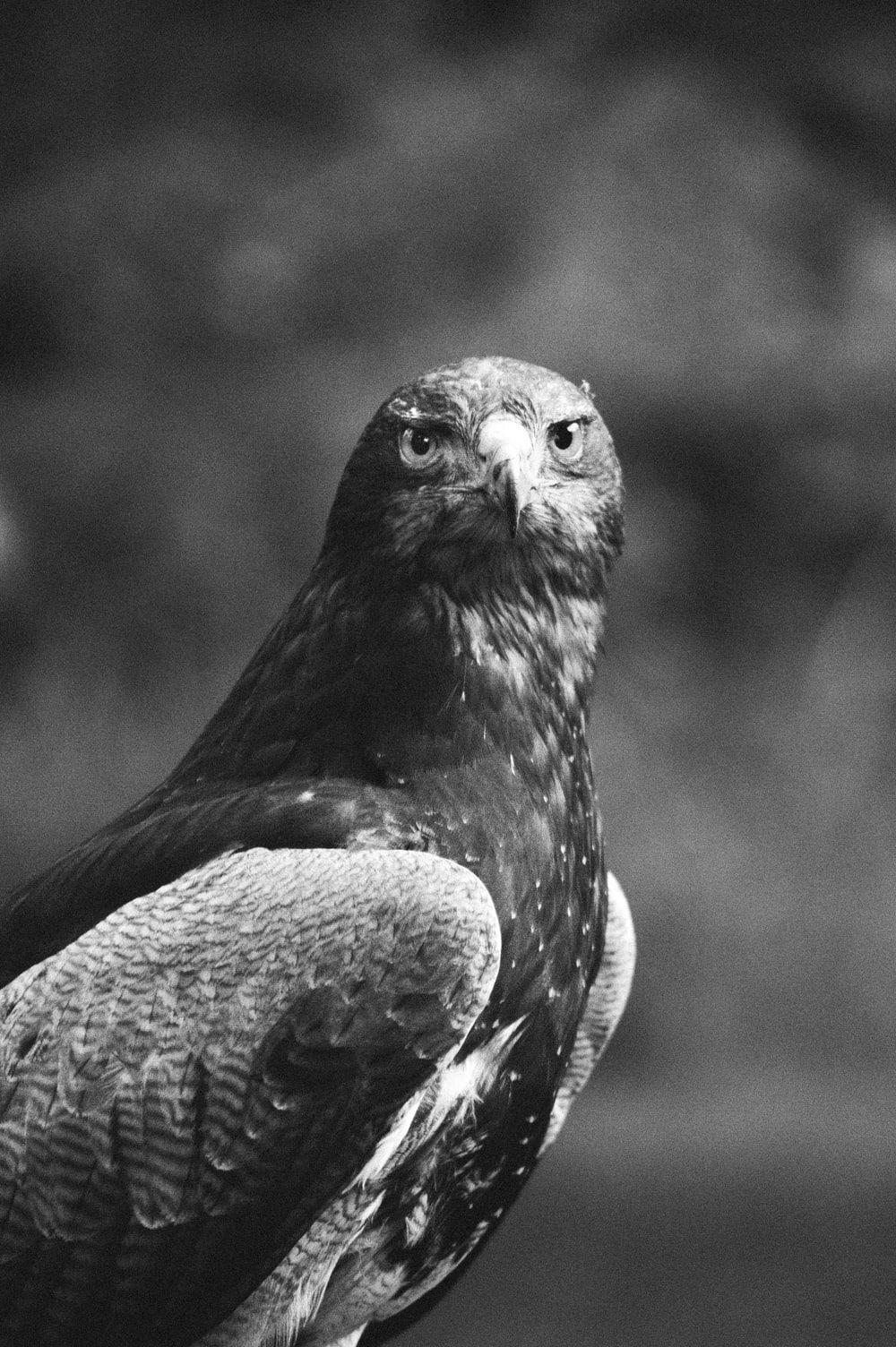 1000x1504 grayscale photo of bird photo