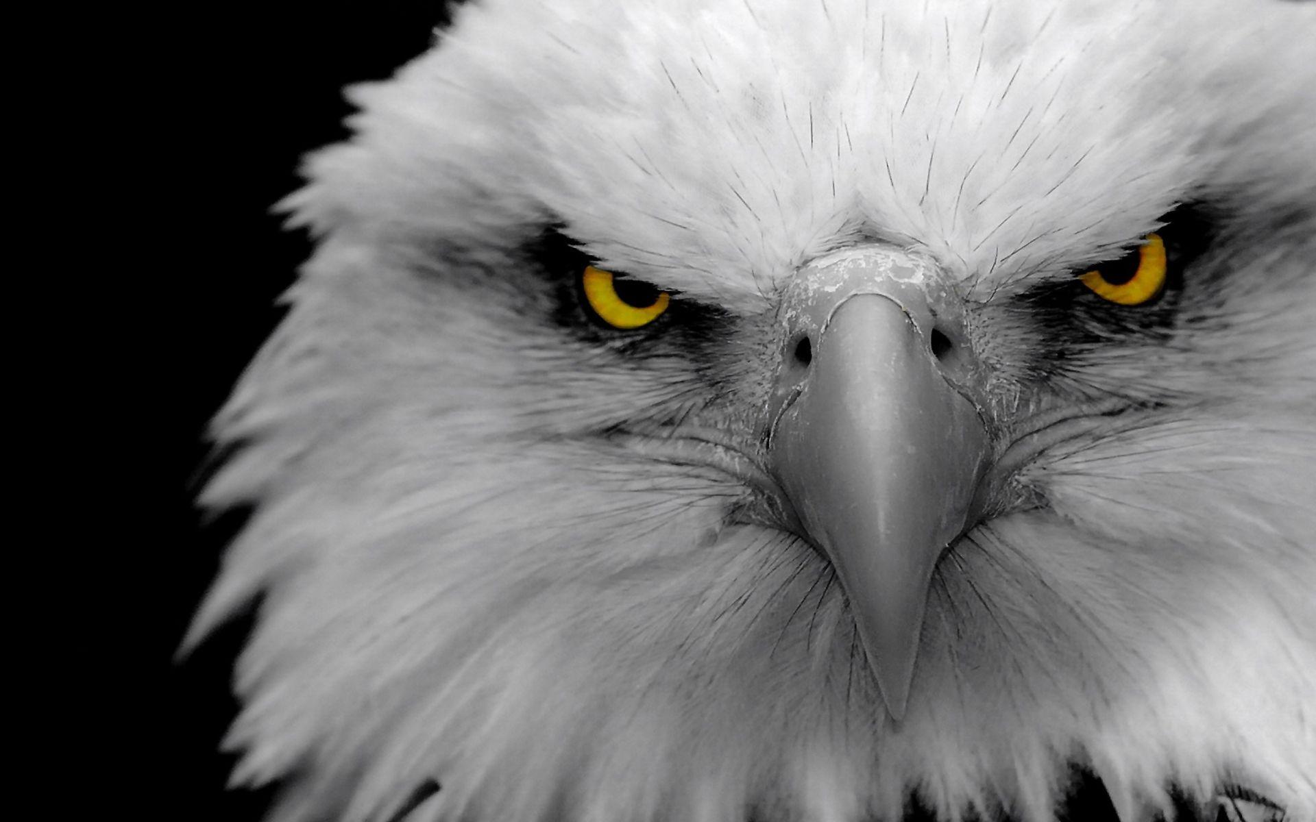 eagle eye vision