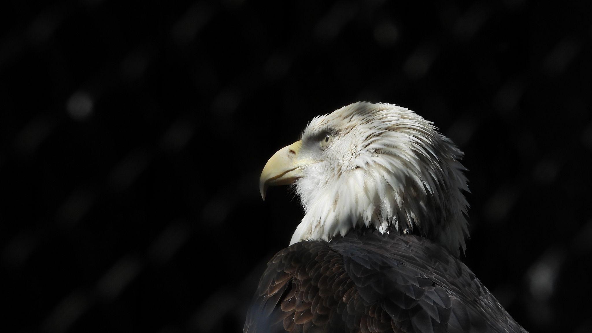 Black Eagle HD Wallpapers - Top Free Black Eagle HD Backgrounds - WallpaperAccess