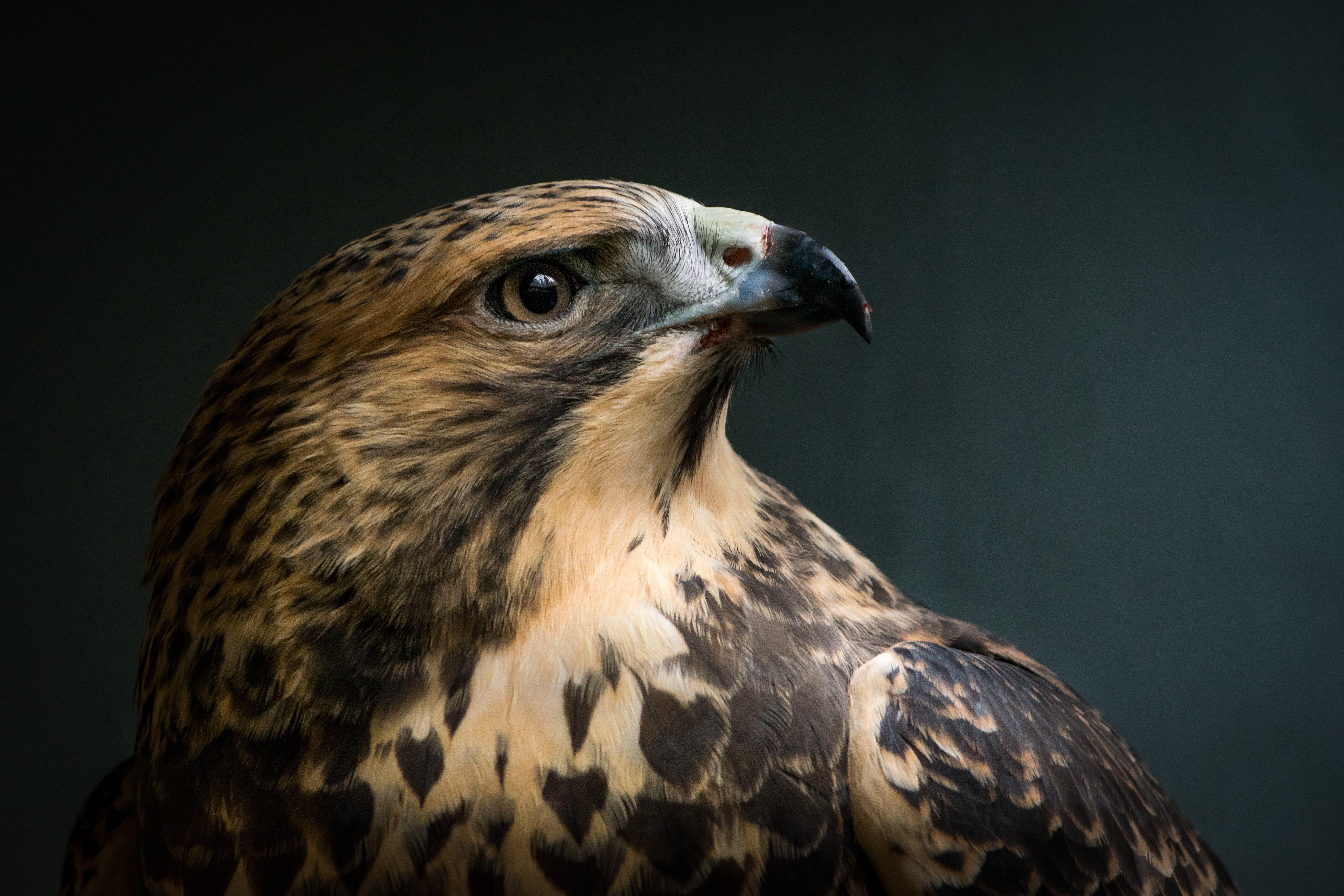 5041x3361 macro shot of brown and black eagle Swainson's Hawk macro shot