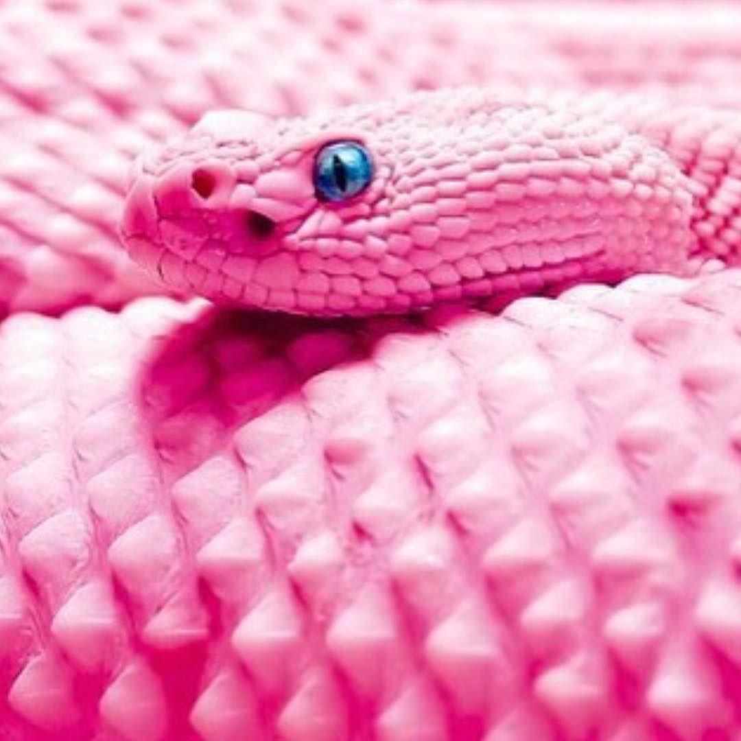 Pink Snake HD Wallpapers - Top Free Pink Snake HD Backgrounds