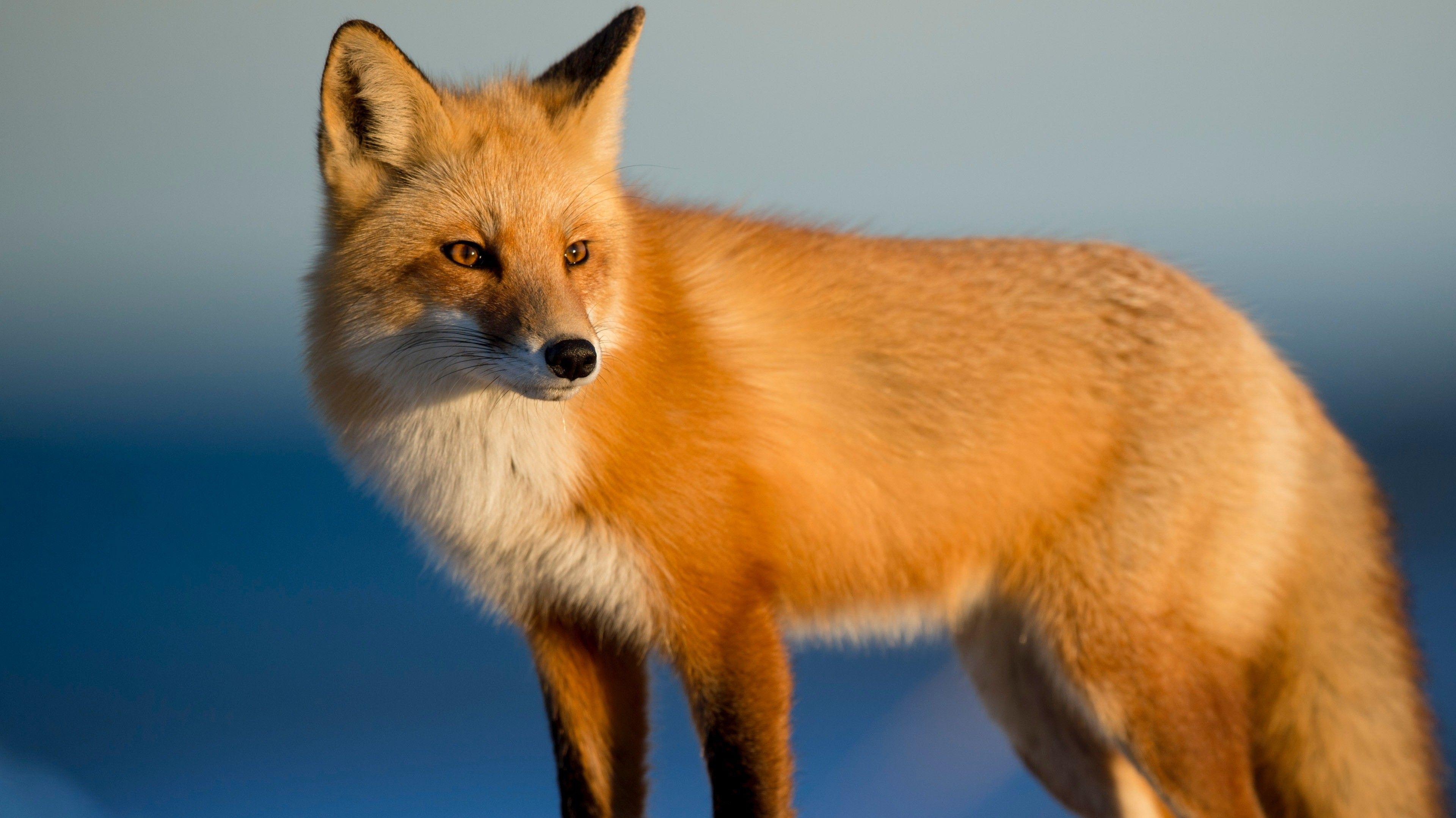 3840x2157 Hd Fox Wallpaper
