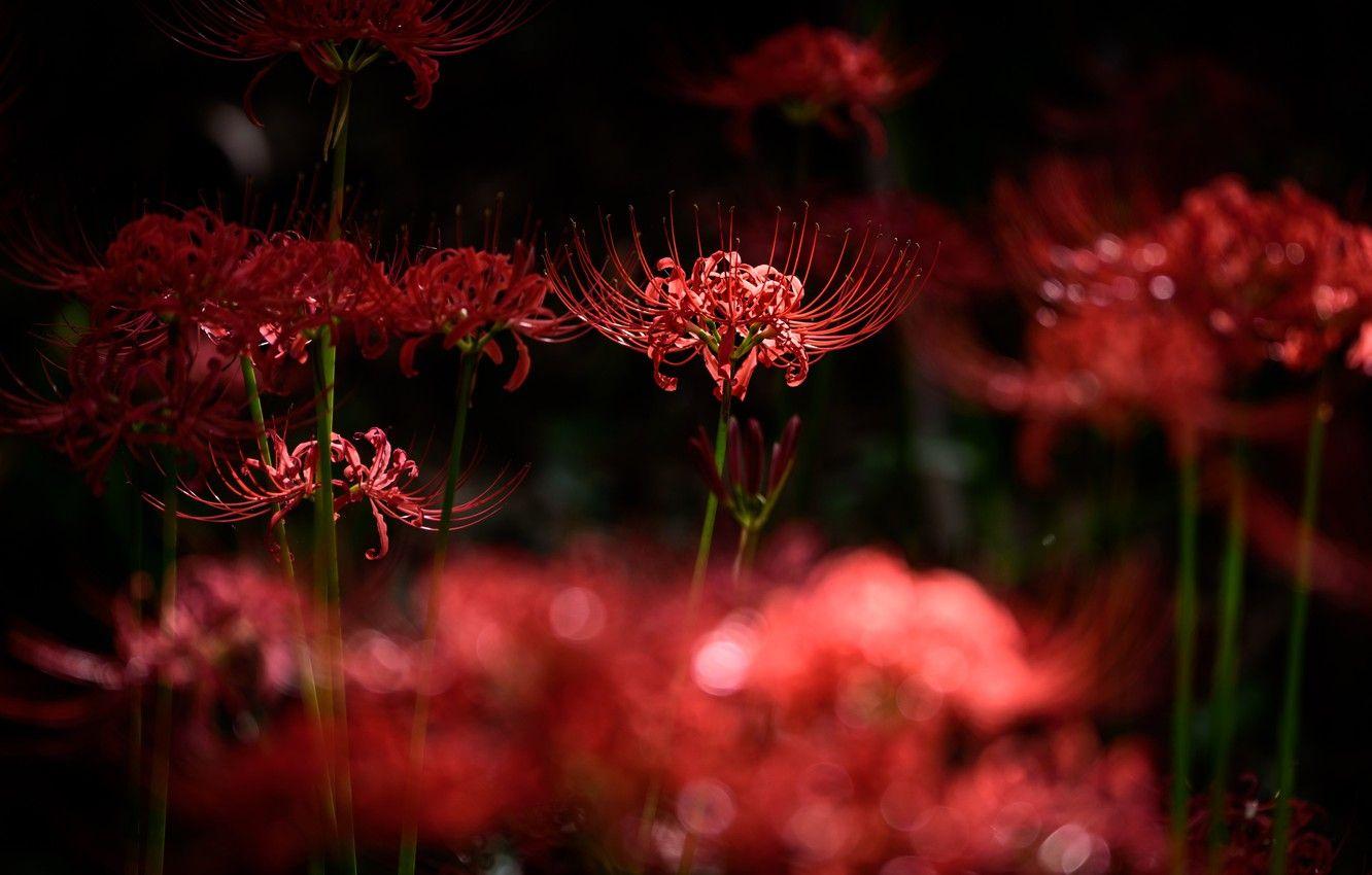 Red Spider Lily Wallpapers - Top Free