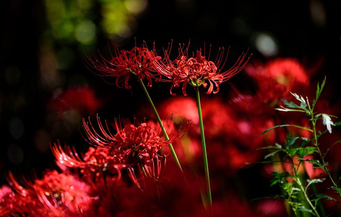 Red Spider Lily Wallpapers - Top Free Red Spider Lily Backgrounds