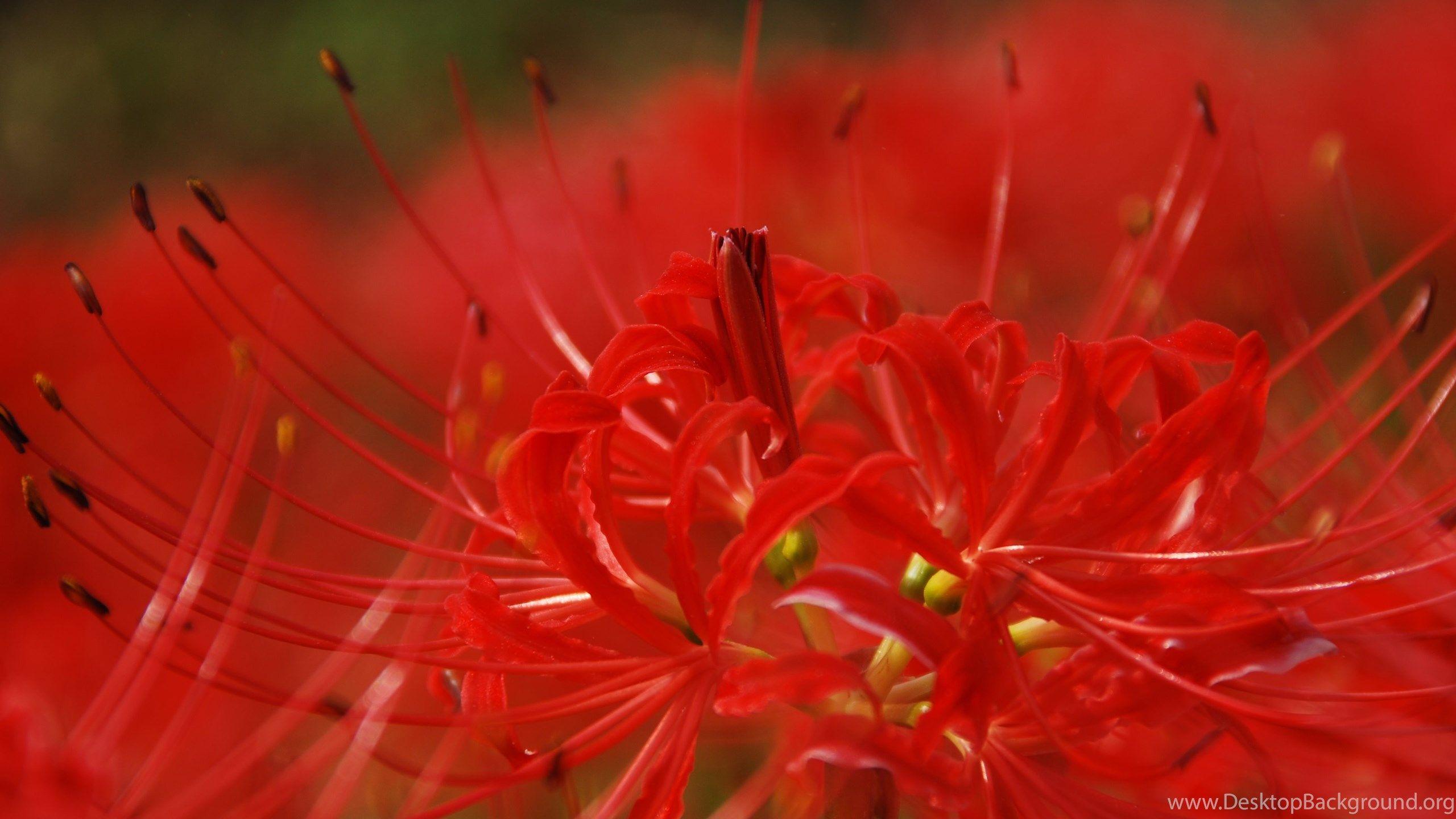 Red Spider Lily Wallpapers  Wallpaper Cave