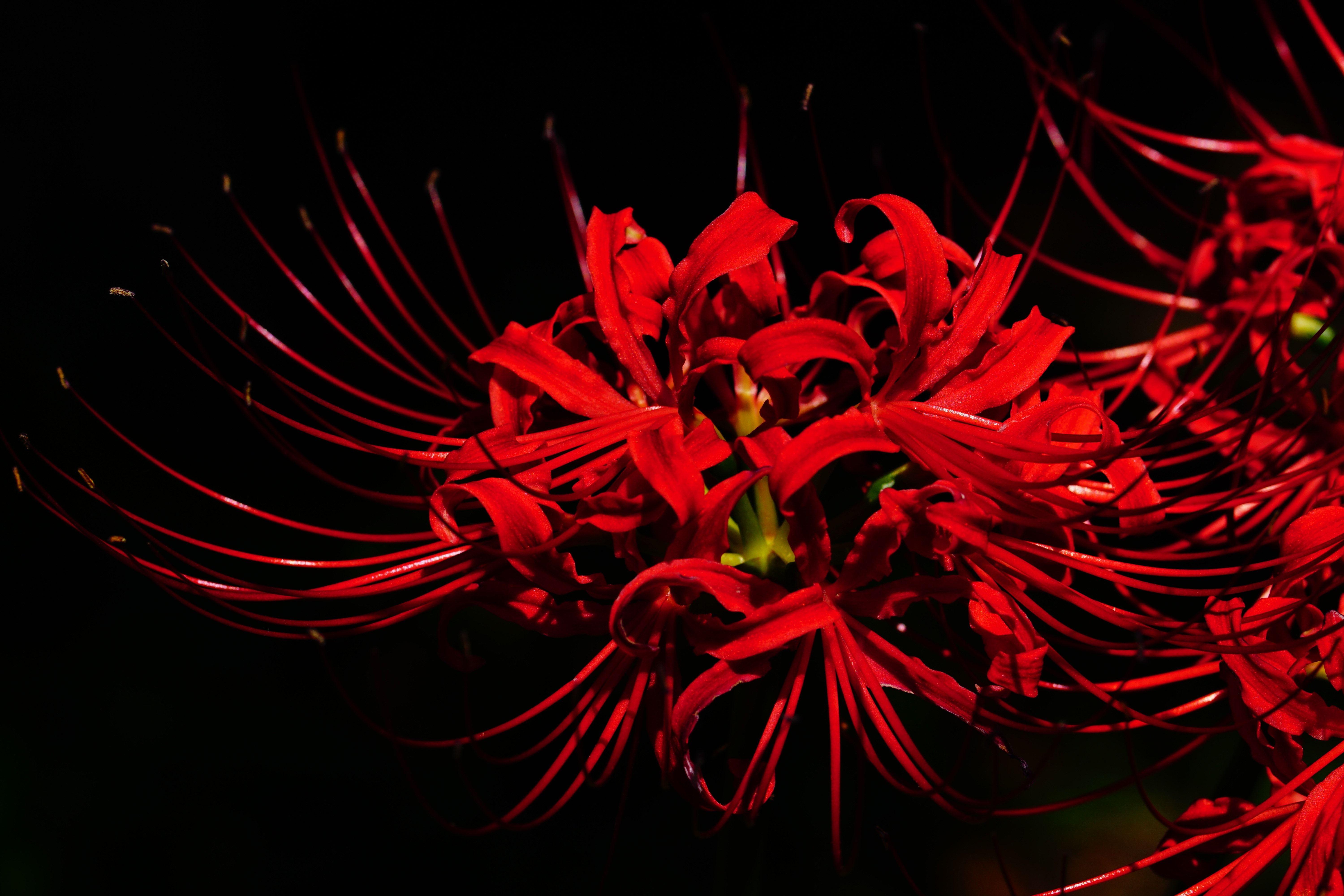 Кровавые цветы 180 русскому языку. Хиганбана ликорис. Японский цветок Хиганбана. Японский цветок смерти Хиганбана. Японские красные цветы Хиганбана.