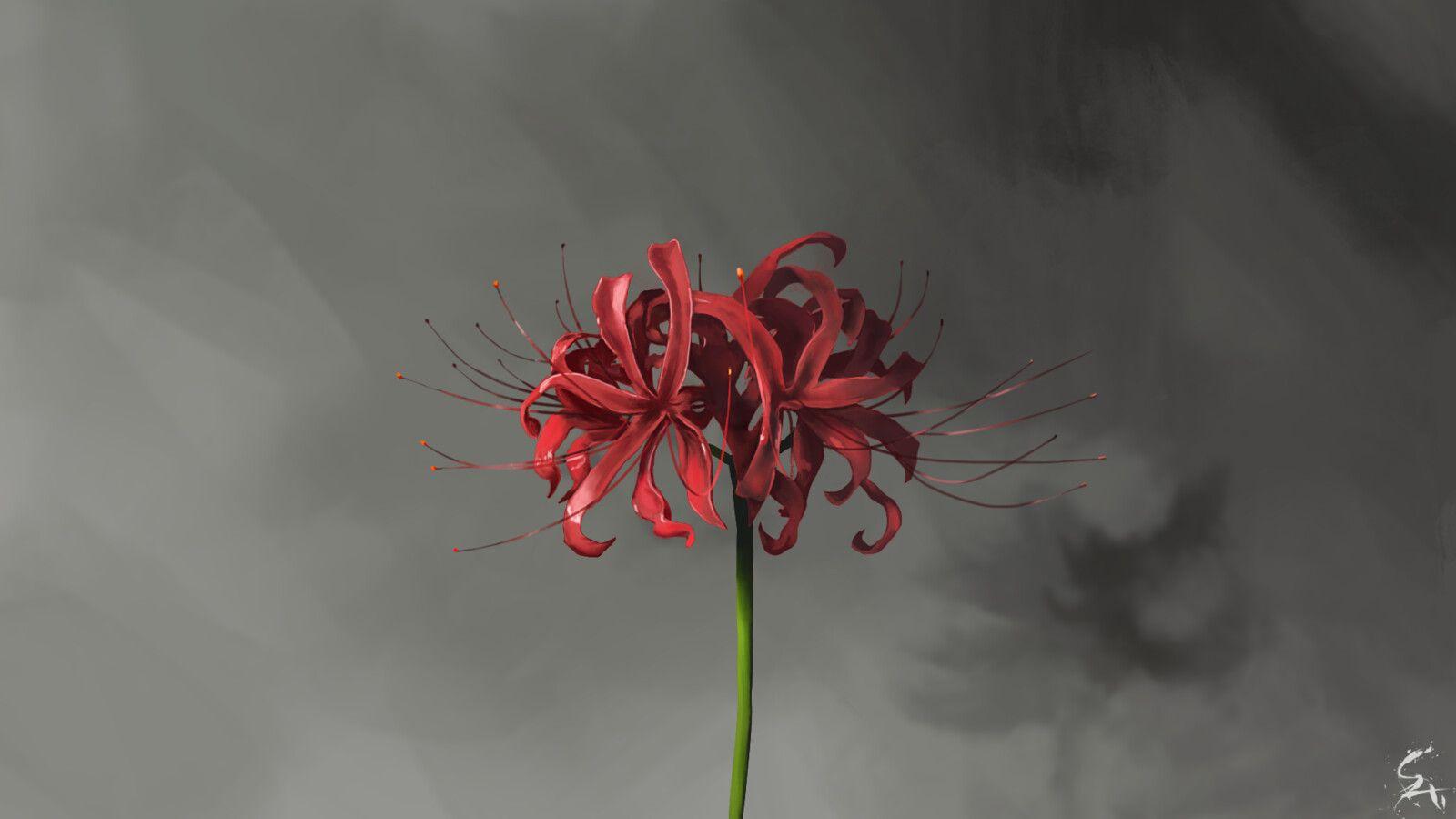 Spider Lily Wallpapers - Top Free Spider Lily Backgrounds - WallpaperAccess