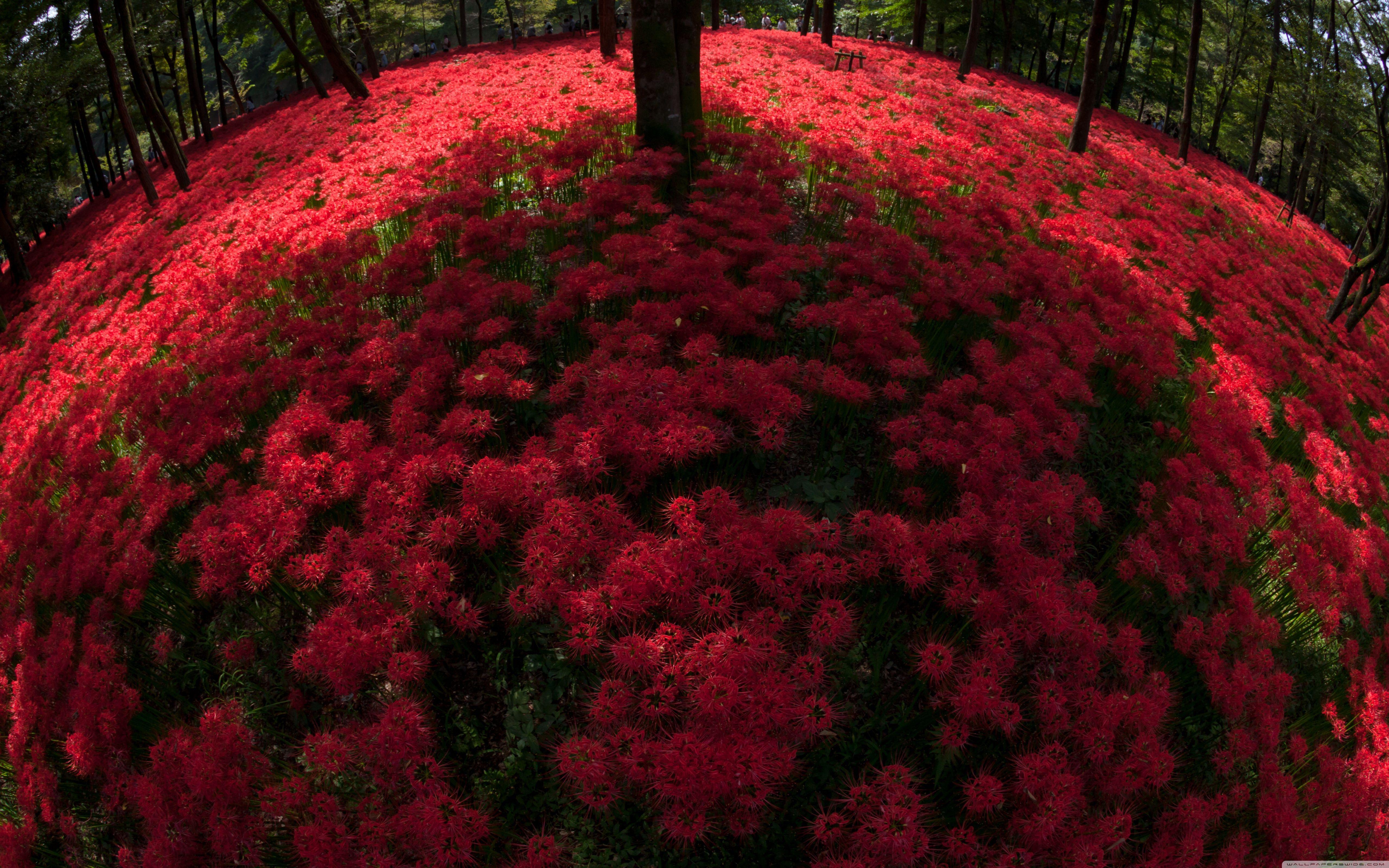 Red Spider Lily Wallpapers - Top Free Red Spider Lily Backgrounds