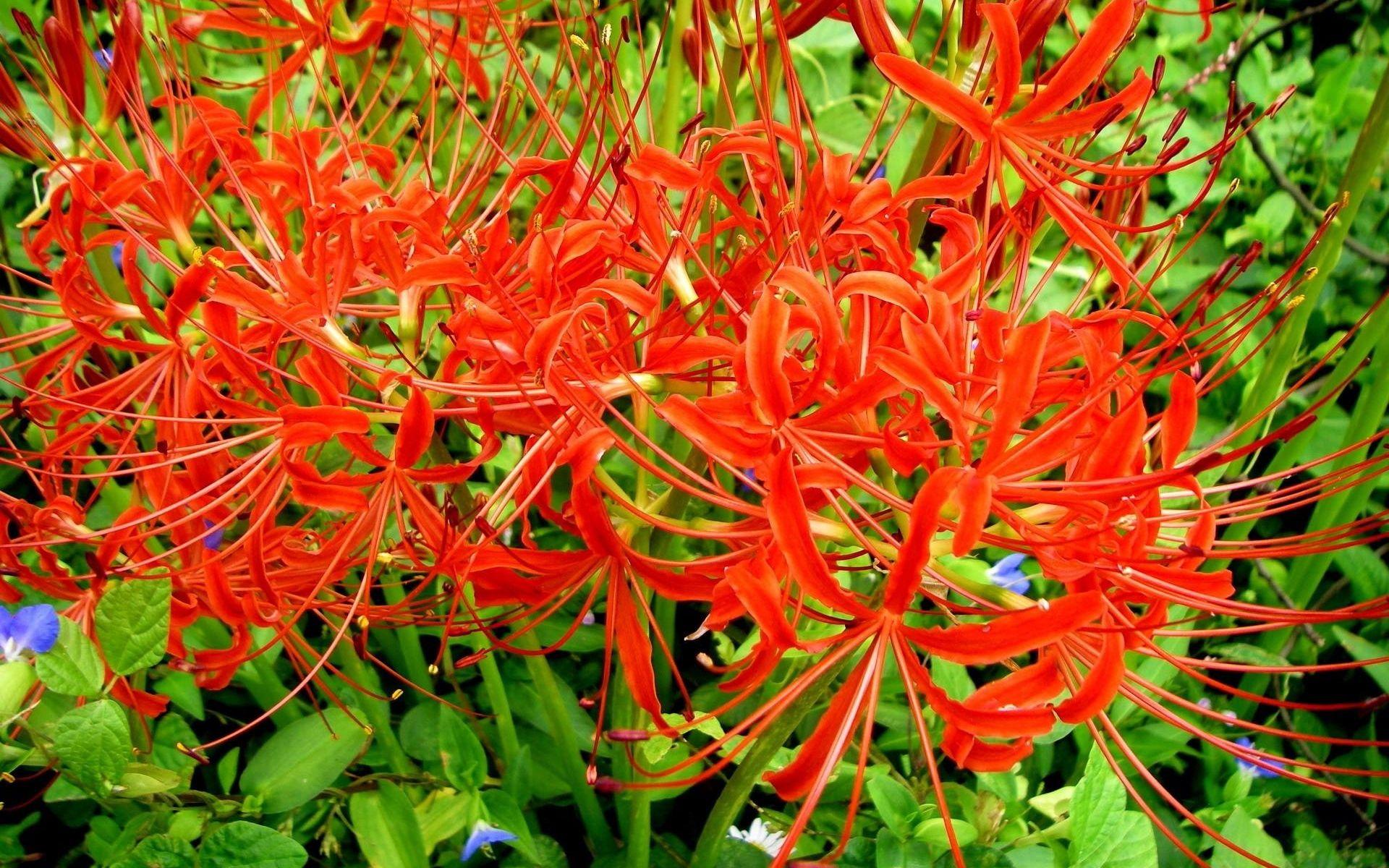 1920x1200 Download wallpaper 1920x1200 spider lily, flowers, flowerbed