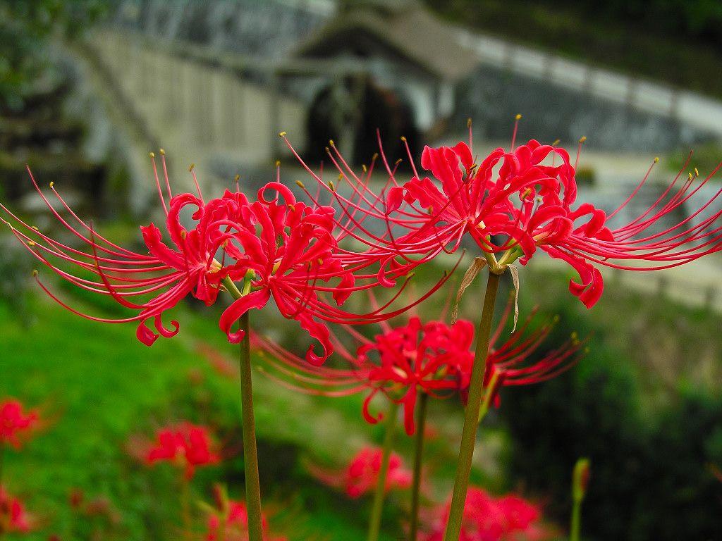 Red Spider Lily Wallpapers - Top Free Red Spider Lily Backgrounds