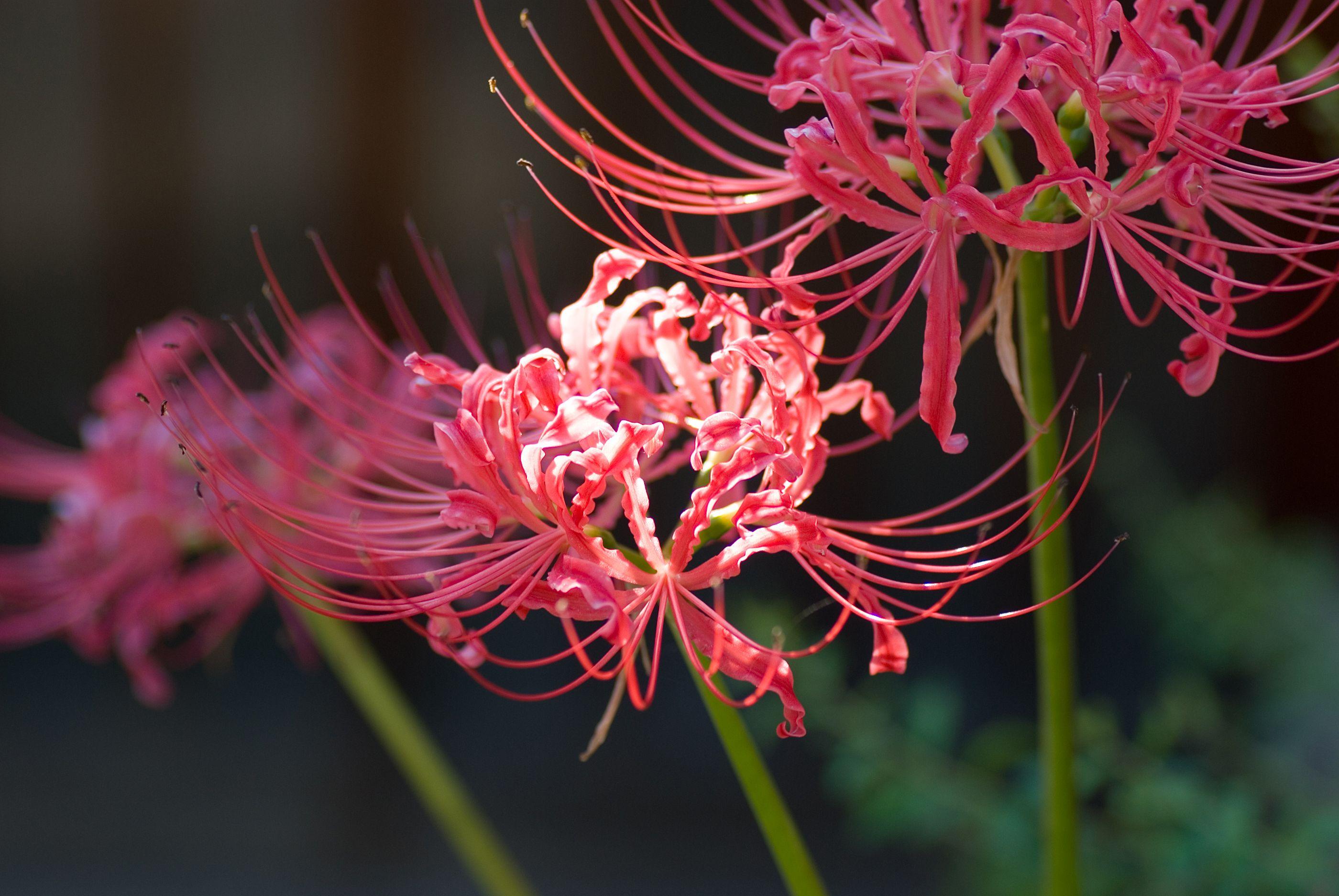 Red Spider Lily Wallpapers - Top Free Red Spider Lily Backgrounds - WallpaperAccess