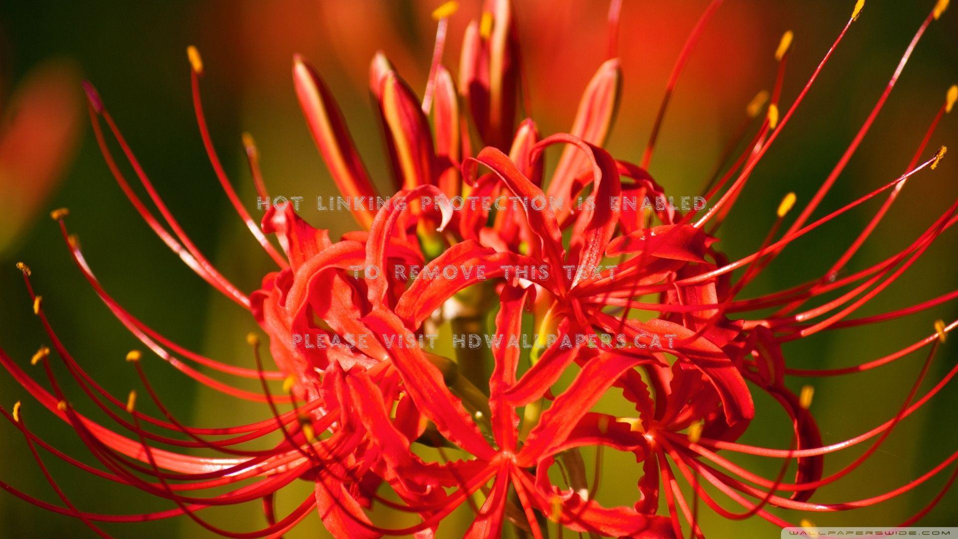 Red Spider Lily Wallpapers Top Free Red Spider Lily Backgrounds Wallpaperaccess