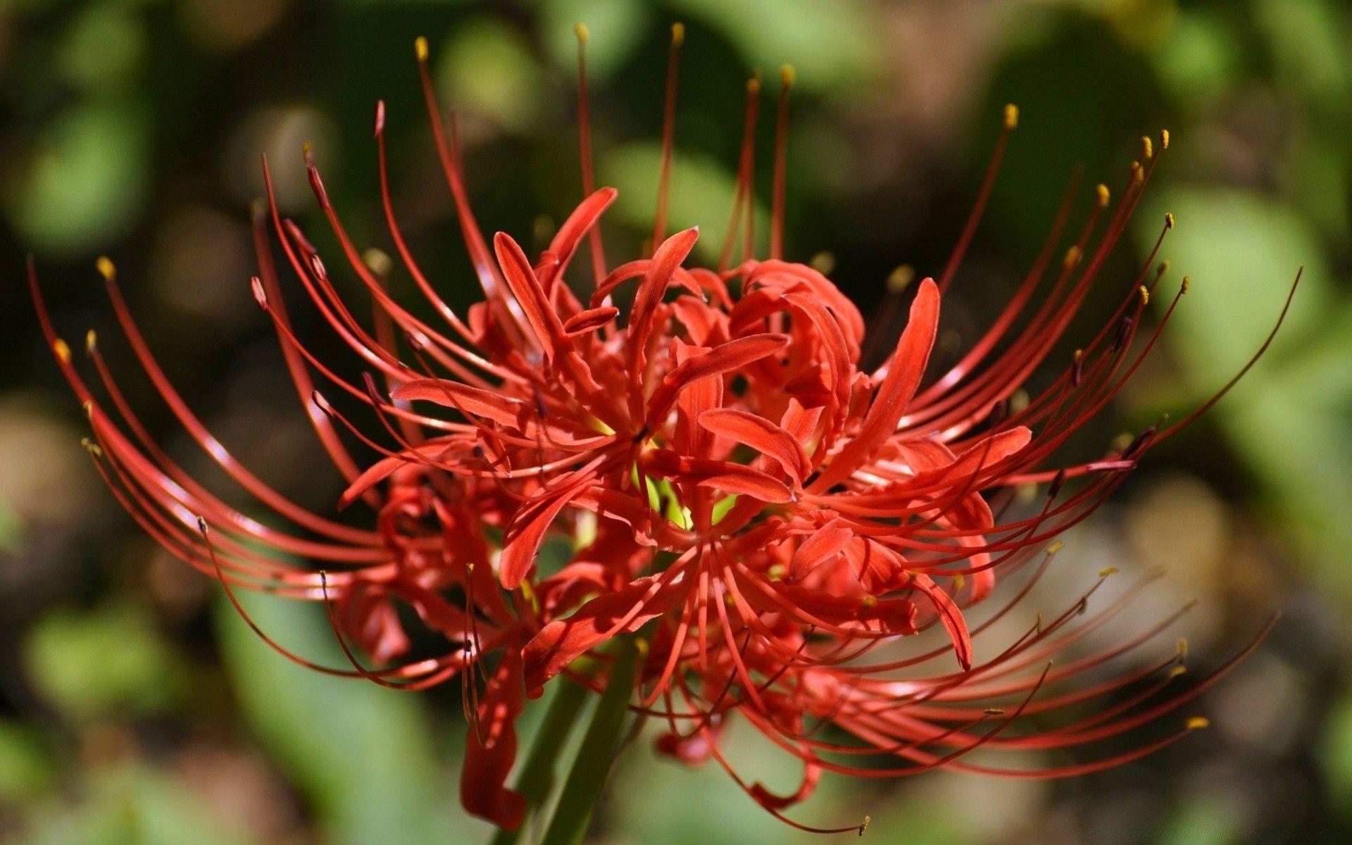 Spider Lily Wallpapers - Top Free Spider Lily Backgrounds - WallpaperAccess