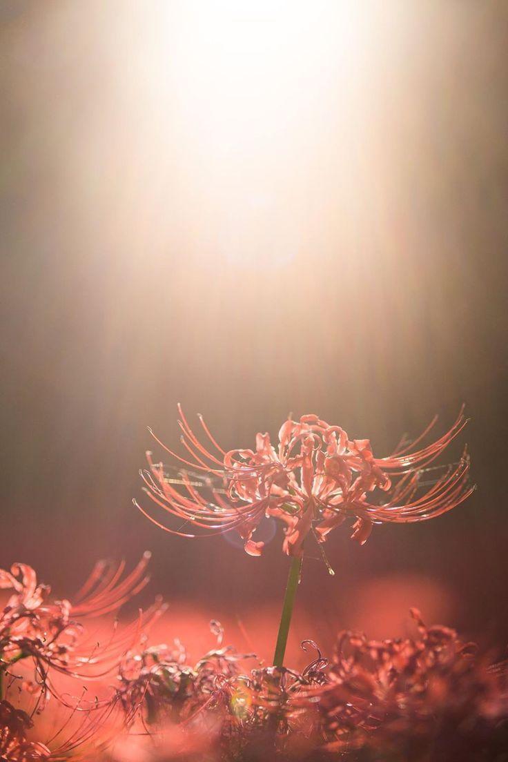 736x1104 Spider Lily Wallpaper.