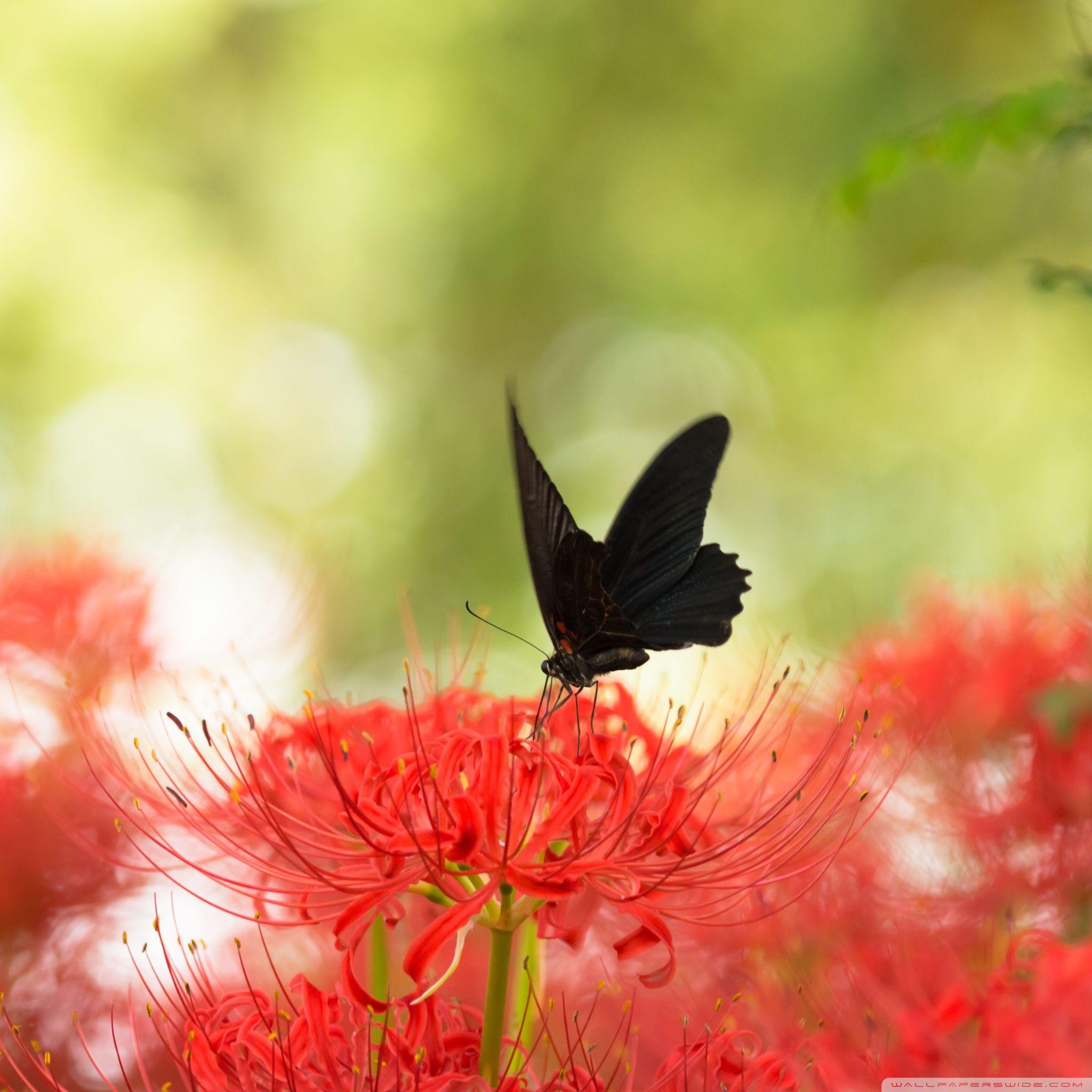 2048x2048 Black Swallowtail Butterfly And Red Spider Lily Wallpaper