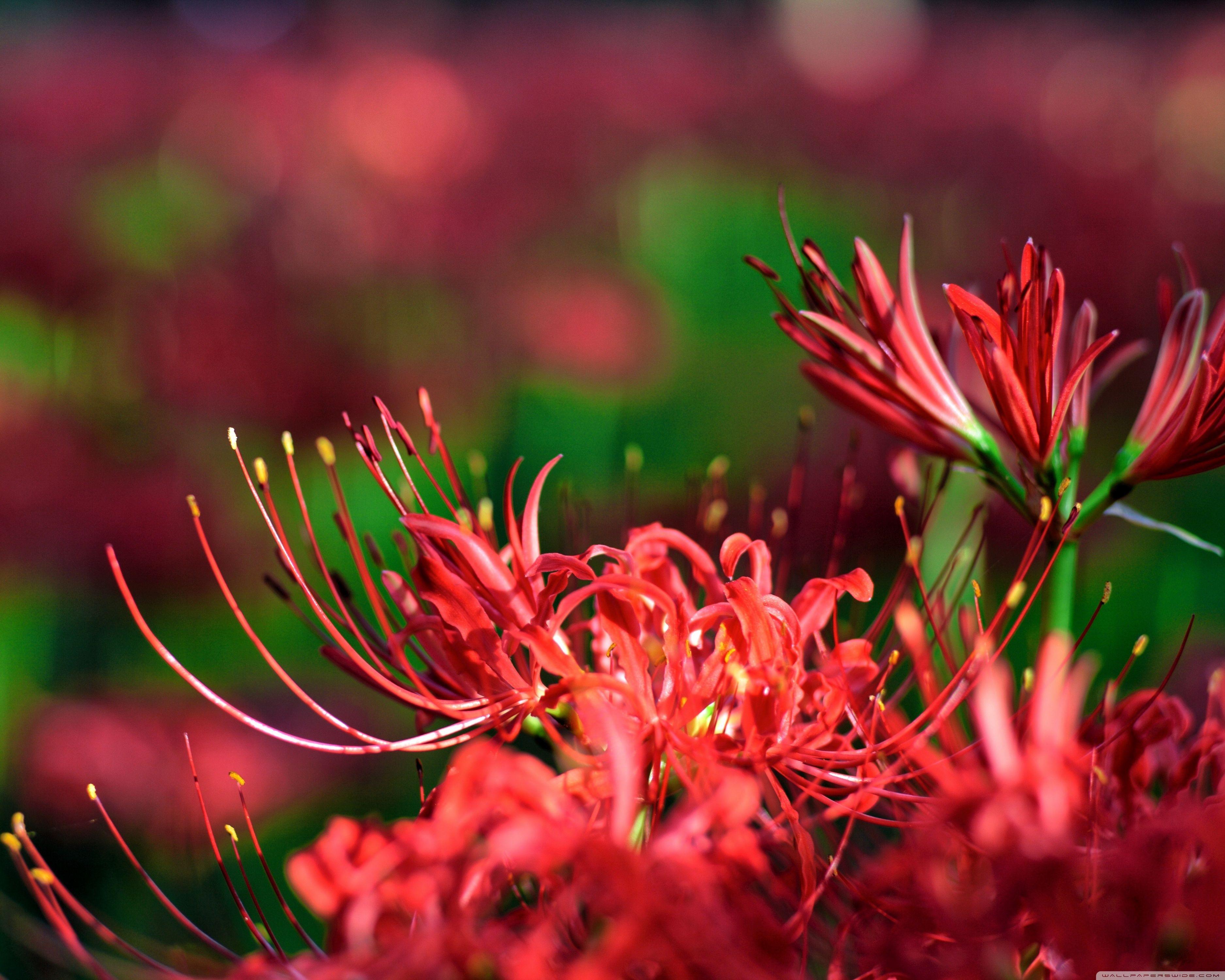 Red Spider Lily Wallpapers - Top Free Red Spider Lily Backgrounds ...