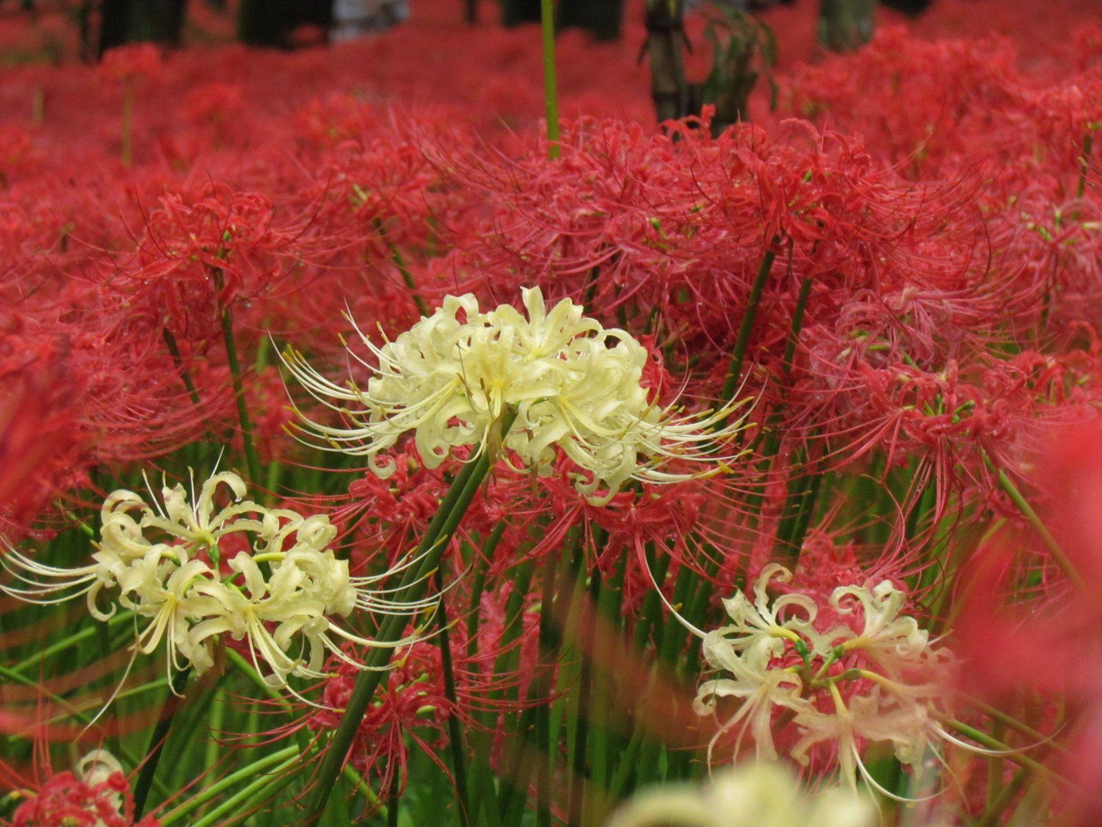 1600x1200 Surrounded by Five Million Red Spider Lilies Biking
