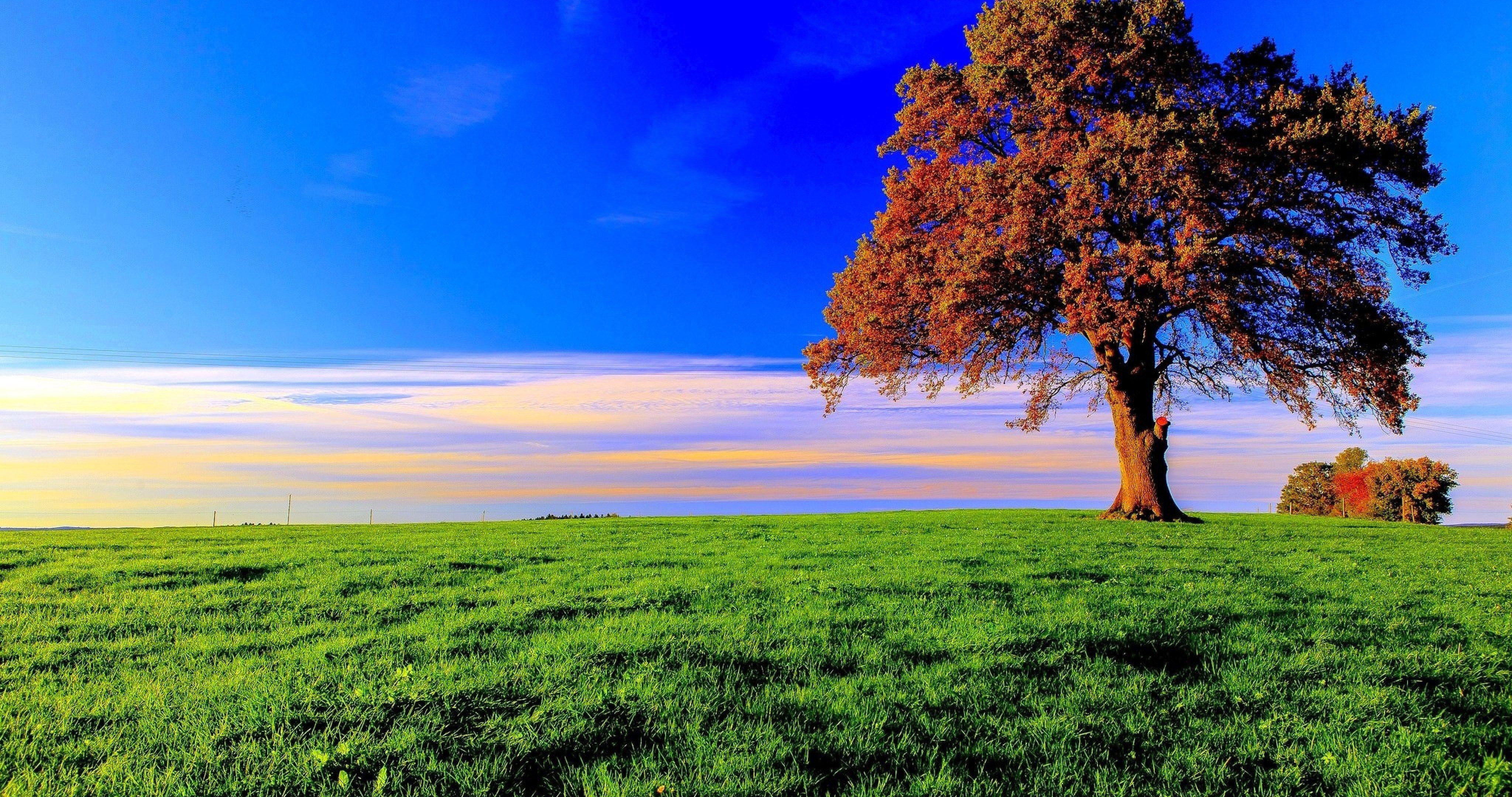Tree 4k Wallpapers - Top Free Tree 4k Backgrounds - WallpaperAccess