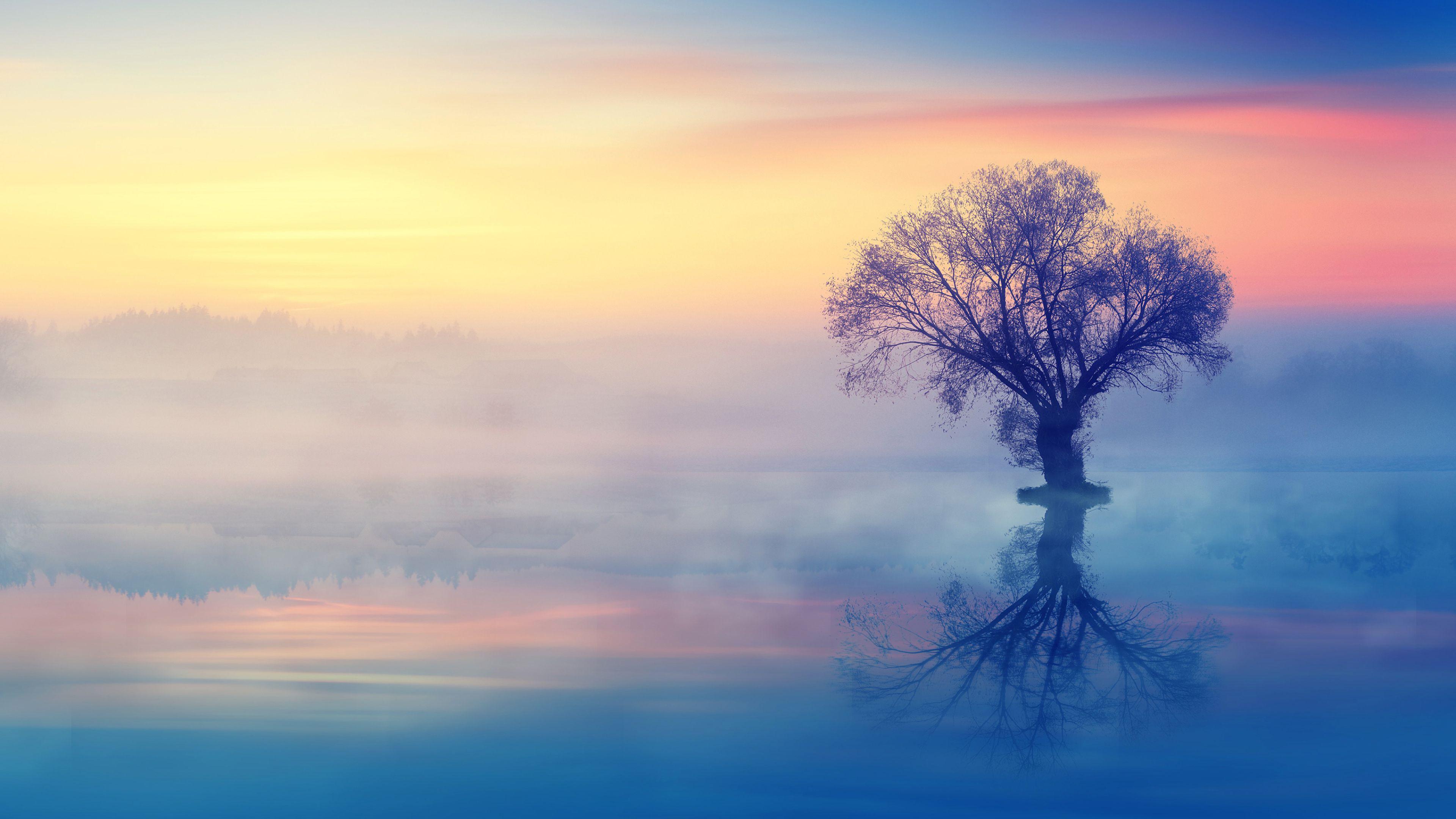 Tree 4k Wallpapers - Top Free Tree 4k Backgrounds - WallpaperAccess