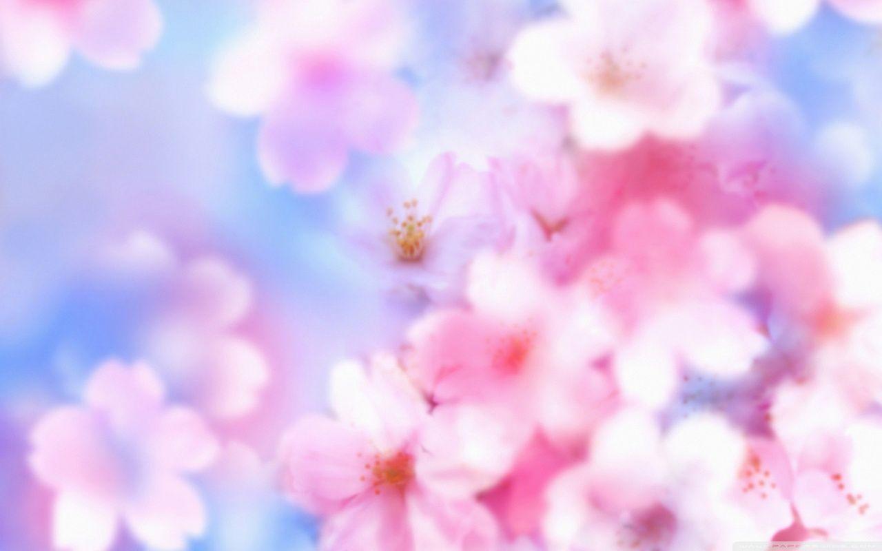 1280x800 Spring Day 3 Ultra HD Desktop Background Wallpaper for 4K UHD TV
