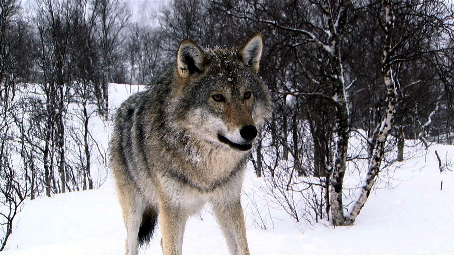 1920x1080 Grey Wolf Wallpaper