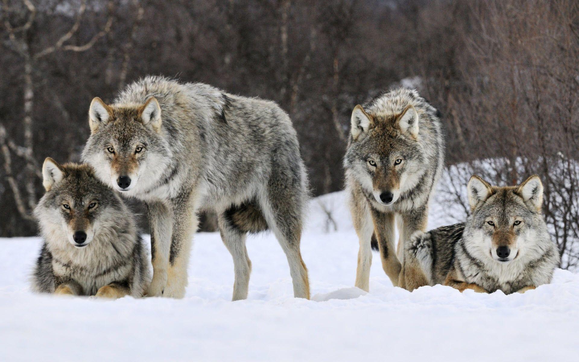 1920x1200 Gray Wolf Wallpaper