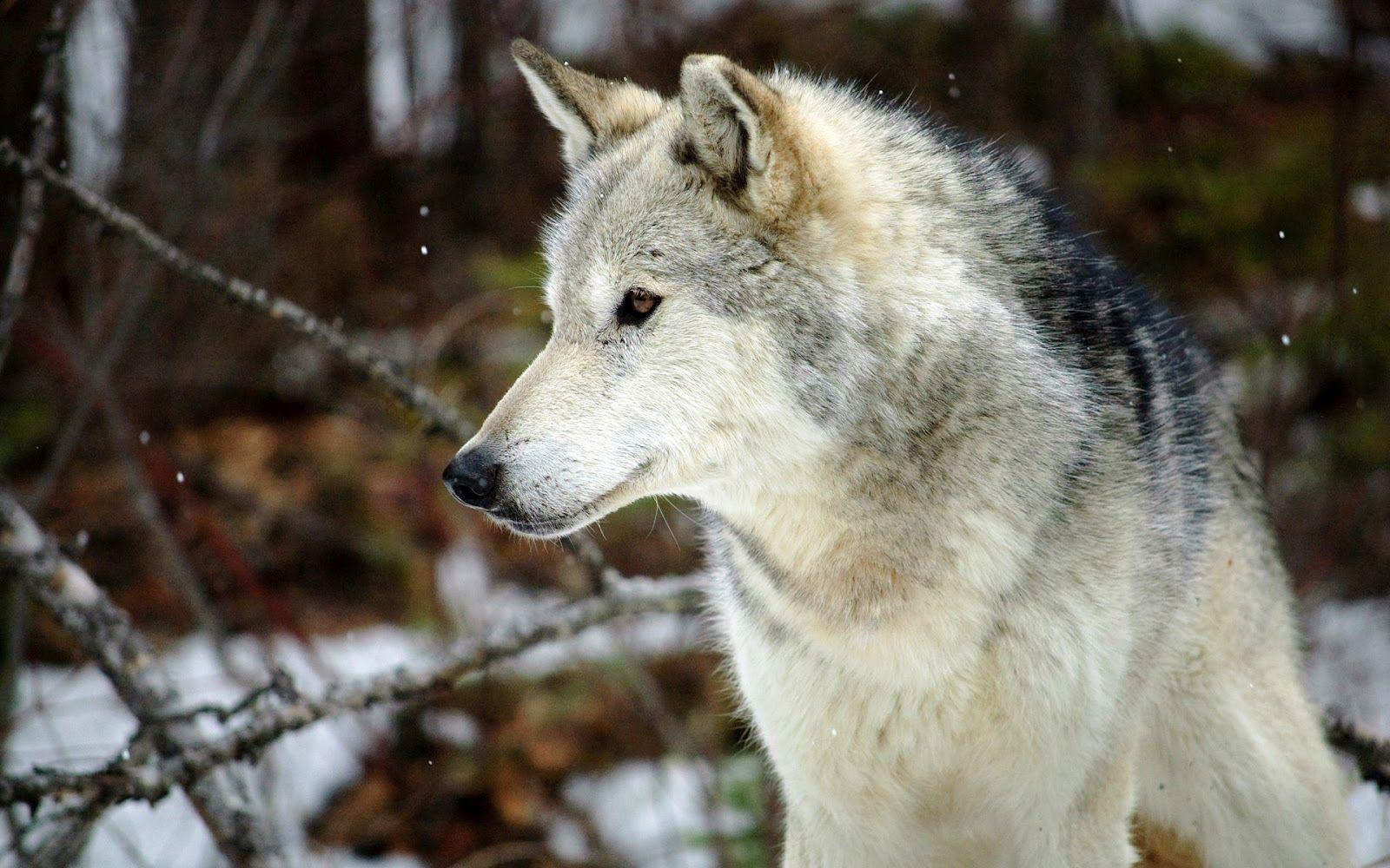 1600x1000 Grey wolf image wallpaper
