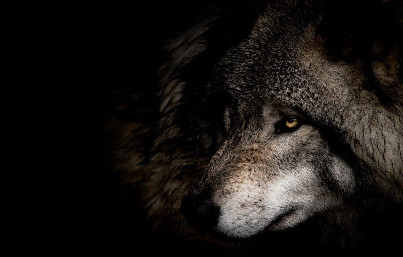 Grey Wolf Wallpapers - Top Free Grey Wolf Backgrounds - WallpaperAccess